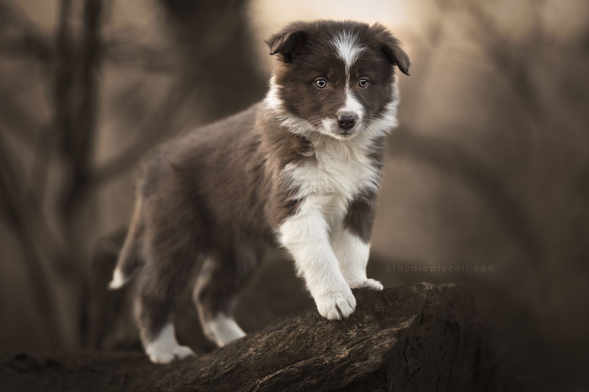 Nikon AF-S Nikkor 300mm F2.8G ED-IF VR sample photo. Puppy from italy... photography