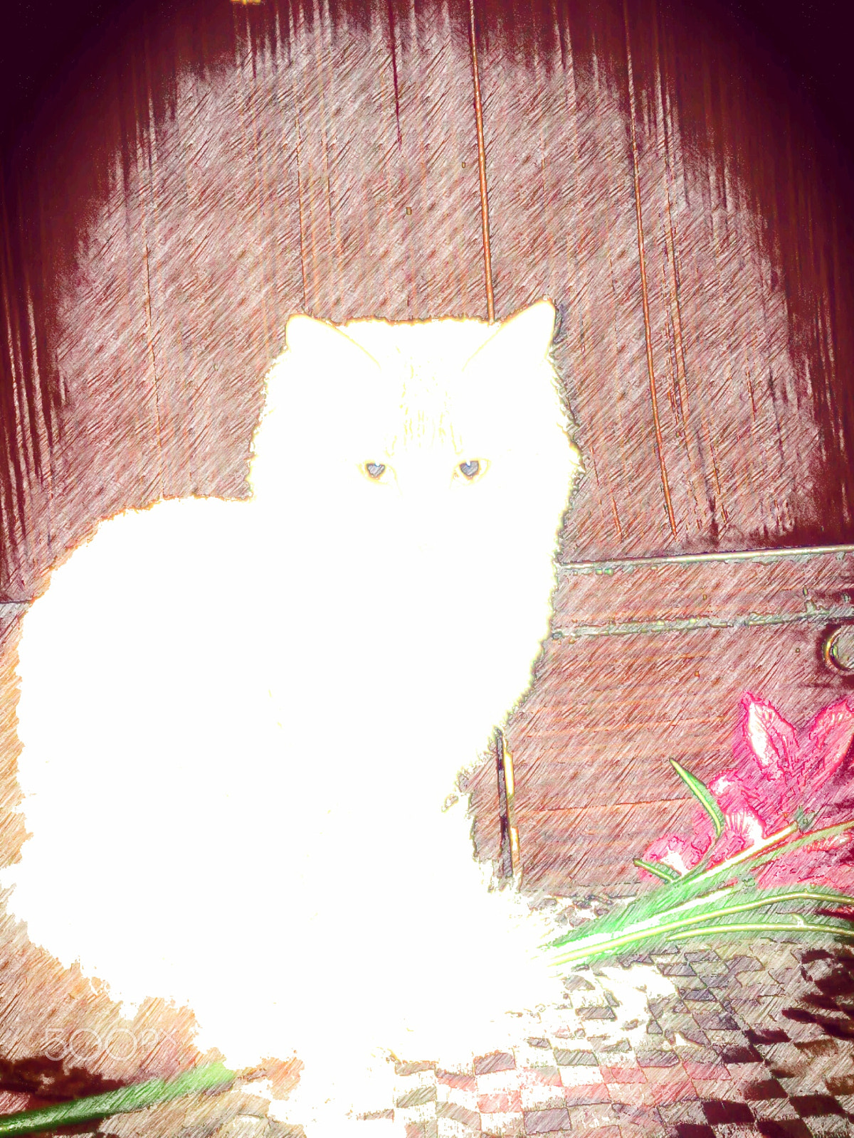 Nokia N73 sample photo. Cat in the light photography