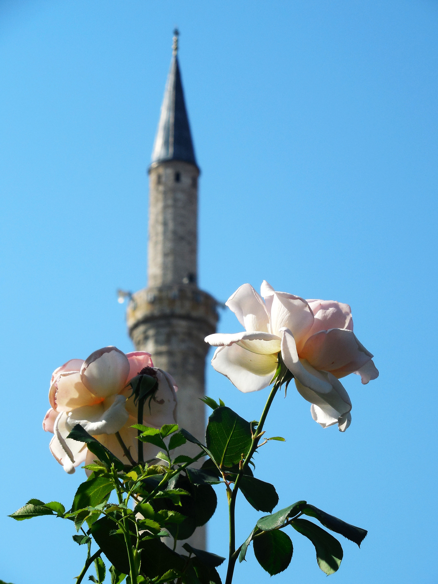 Nikon Coolpix L610 sample photo. Rose with mosque - prizren - kosovË photography