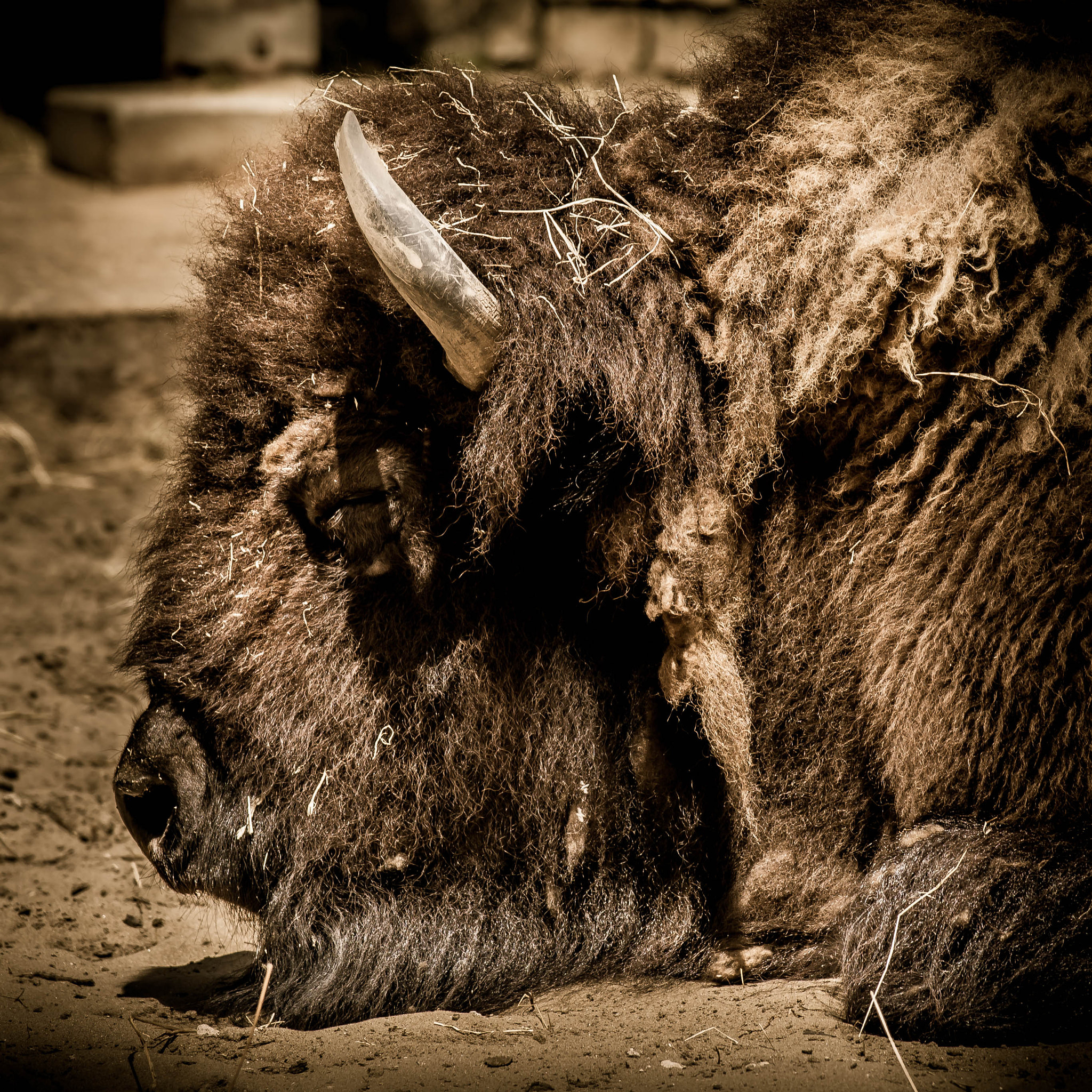 Nikon AF-S Nikkor 70-200mm F4G ED VR sample photo. Bison photography