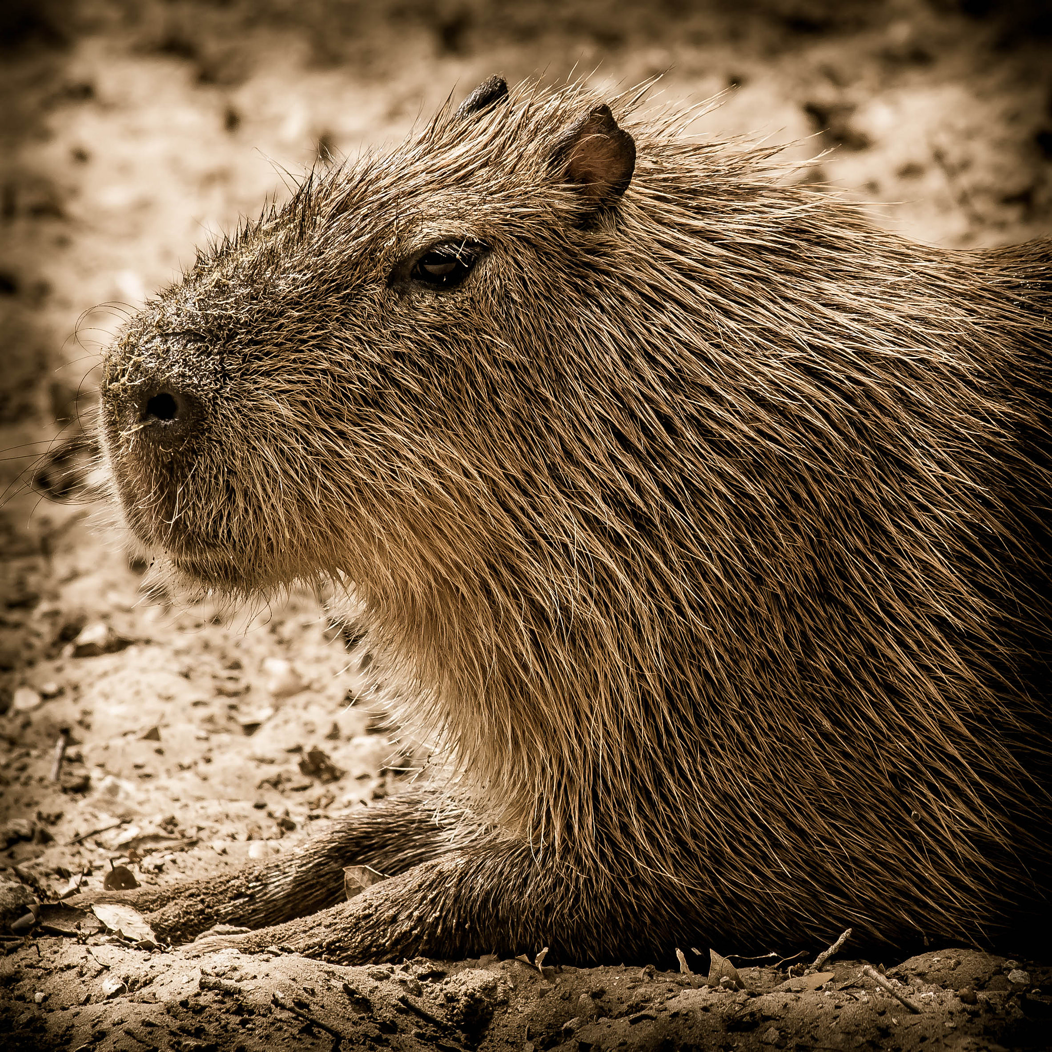 Nikon AF-S Nikkor 70-200mm F4G ED VR sample photo. Capybara photography
