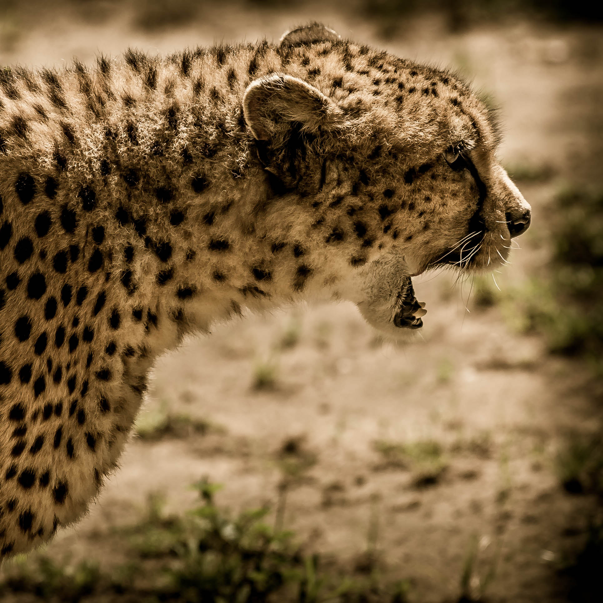 Nikon AF-S Nikkor 70-200mm F4G ED VR sample photo. Guepard photography