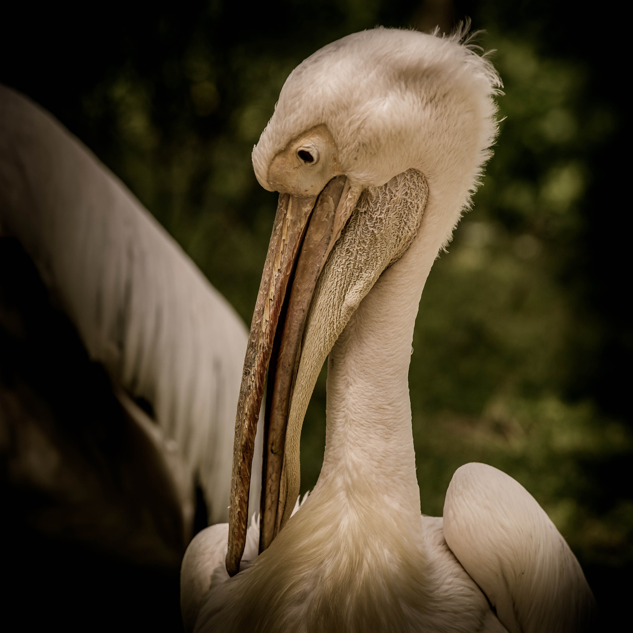 Nikon AF-S Nikkor 70-200mm F4G ED VR sample photo. Pelican photography