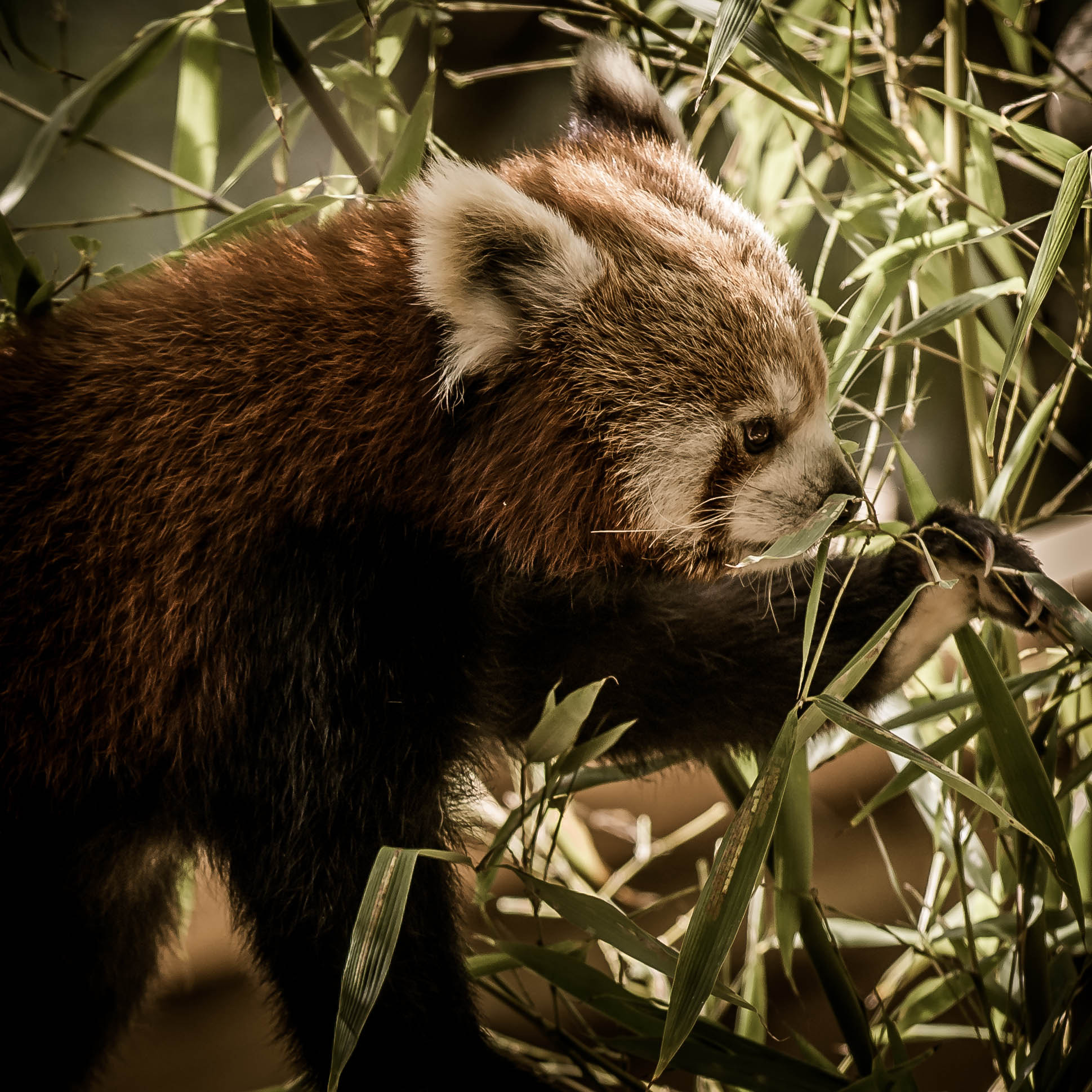 Nikon AF-S Nikkor 70-200mm F4G ED VR sample photo. Panda photography