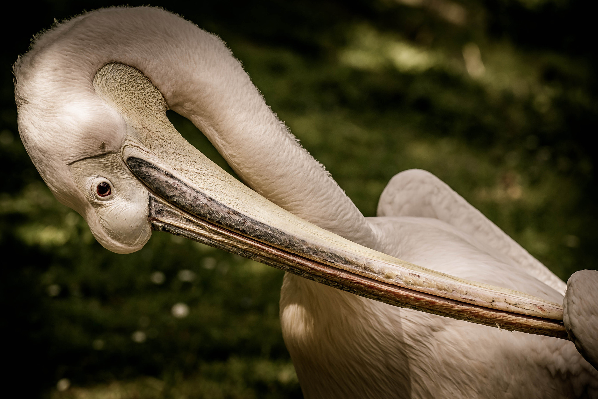 Nikon AF-S Nikkor 70-200mm F4G ED VR sample photo. Pelican photography