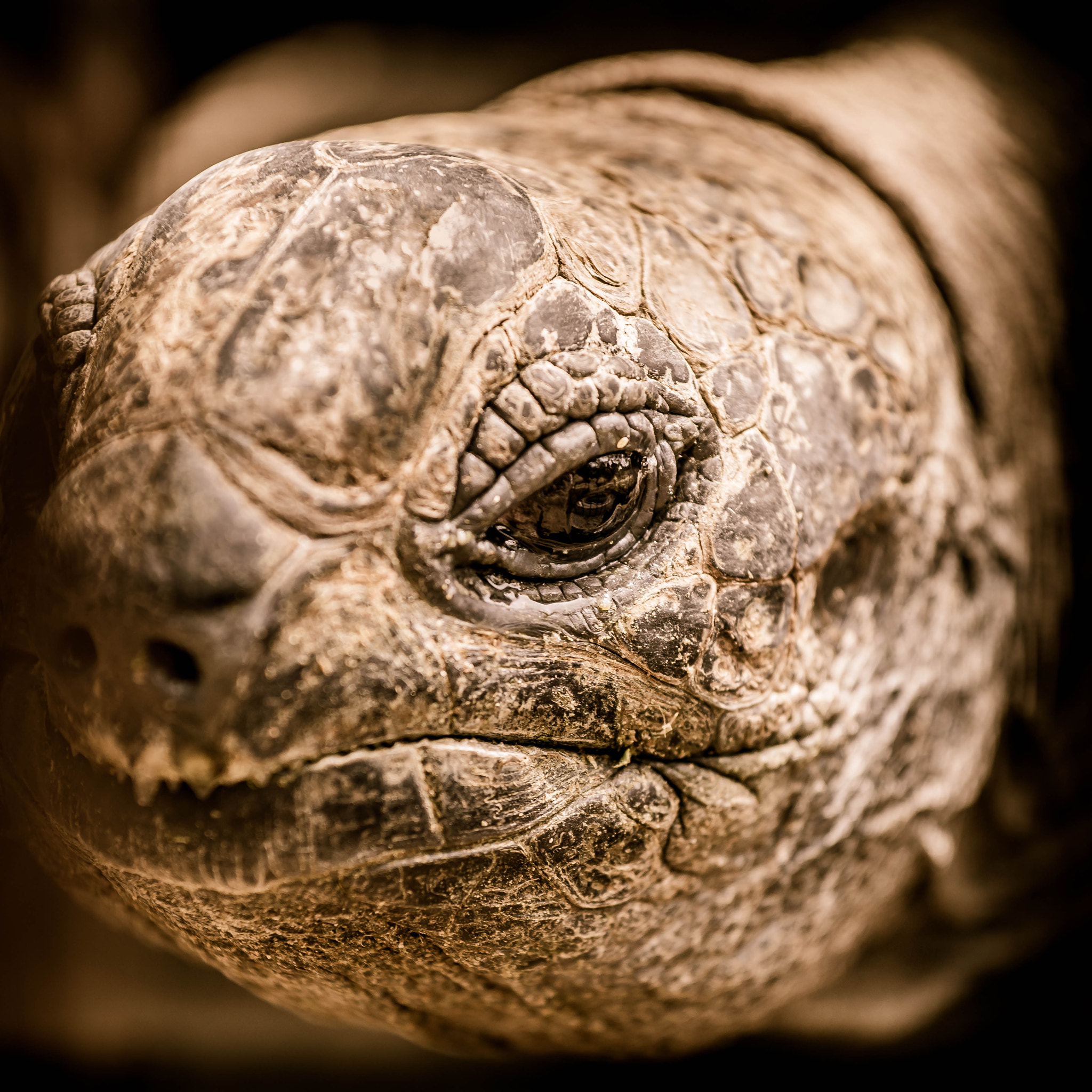Nikon AF-S Nikkor 70-200mm F4G ED VR sample photo. Tortue photography