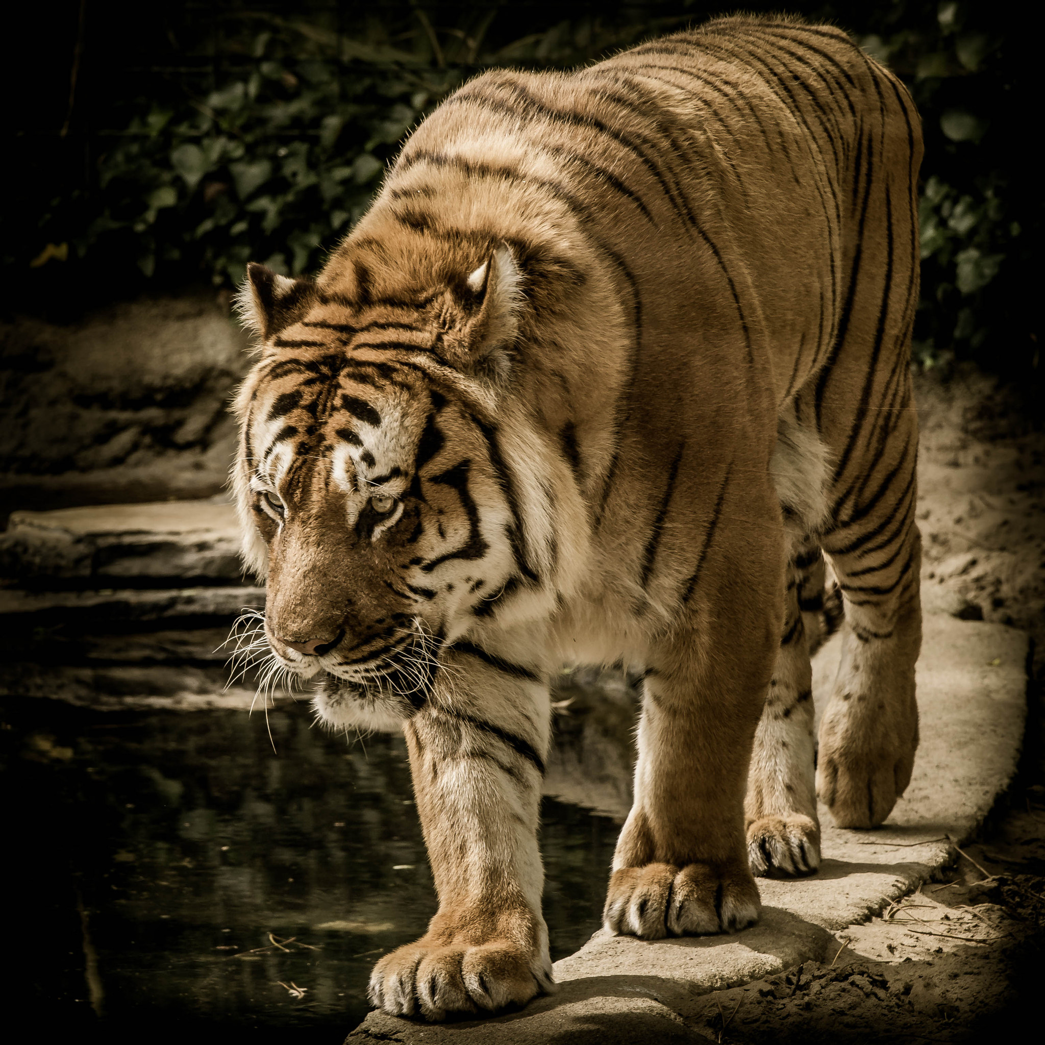 Nikon AF-S Nikkor 70-200mm F4G ED VR sample photo. Tigre photography