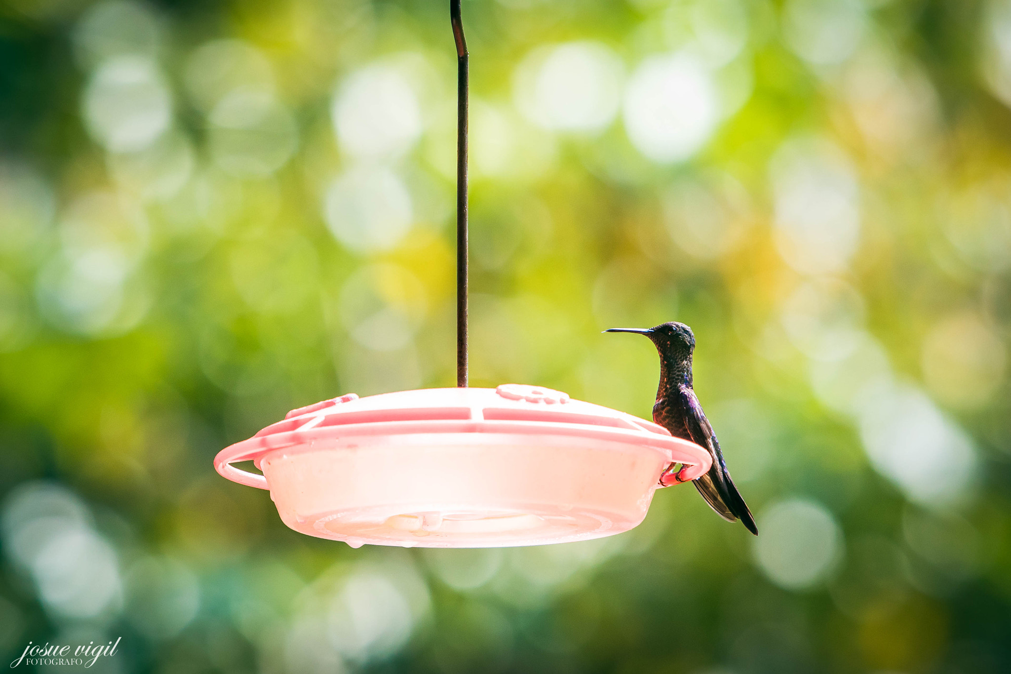 Canon EF 70-200mm F2.8L IS USM sample photo. Colibrí photography