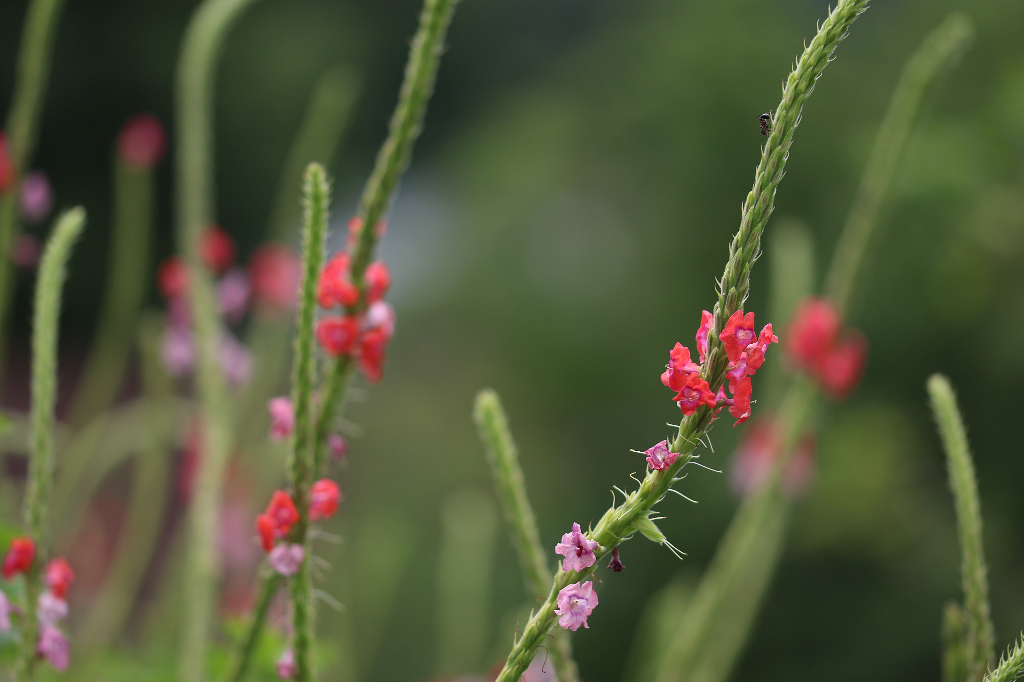 Sigma 105mm F2.8 EX DG OS HSM sample photo. Flowers and ant photography