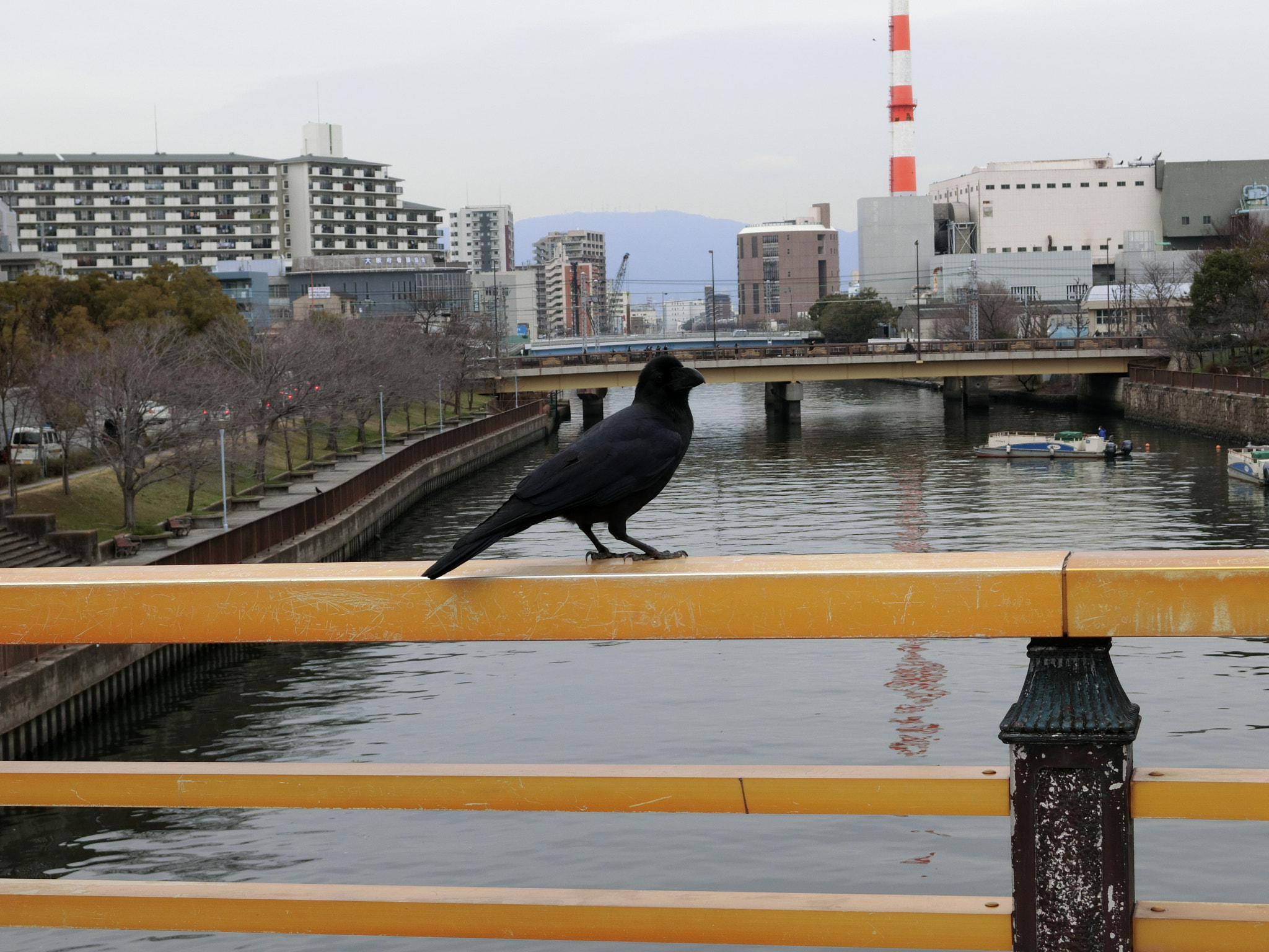CASIO EX-10 sample photo. Tired bird photography