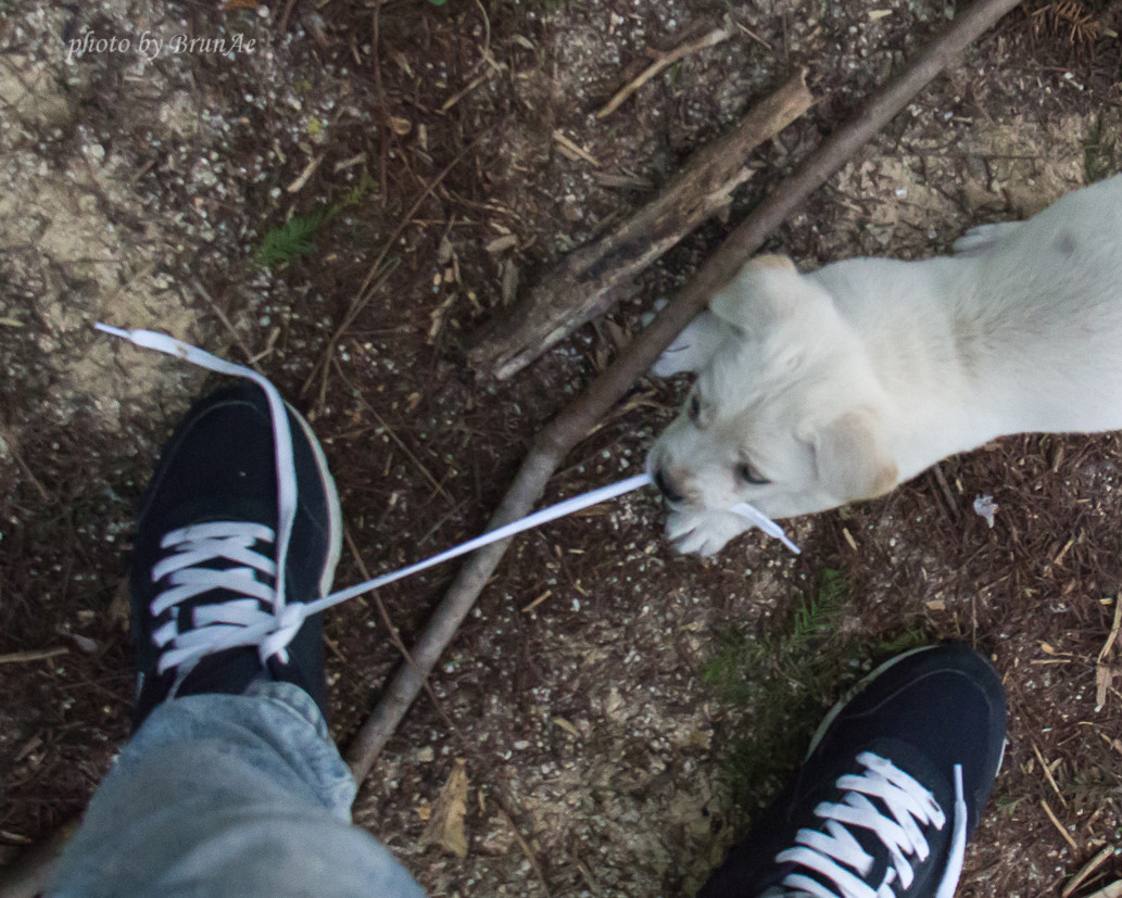 Canon EF-S 18-200mm F3.5-5.6 IS sample photo. Scamp!!! photography