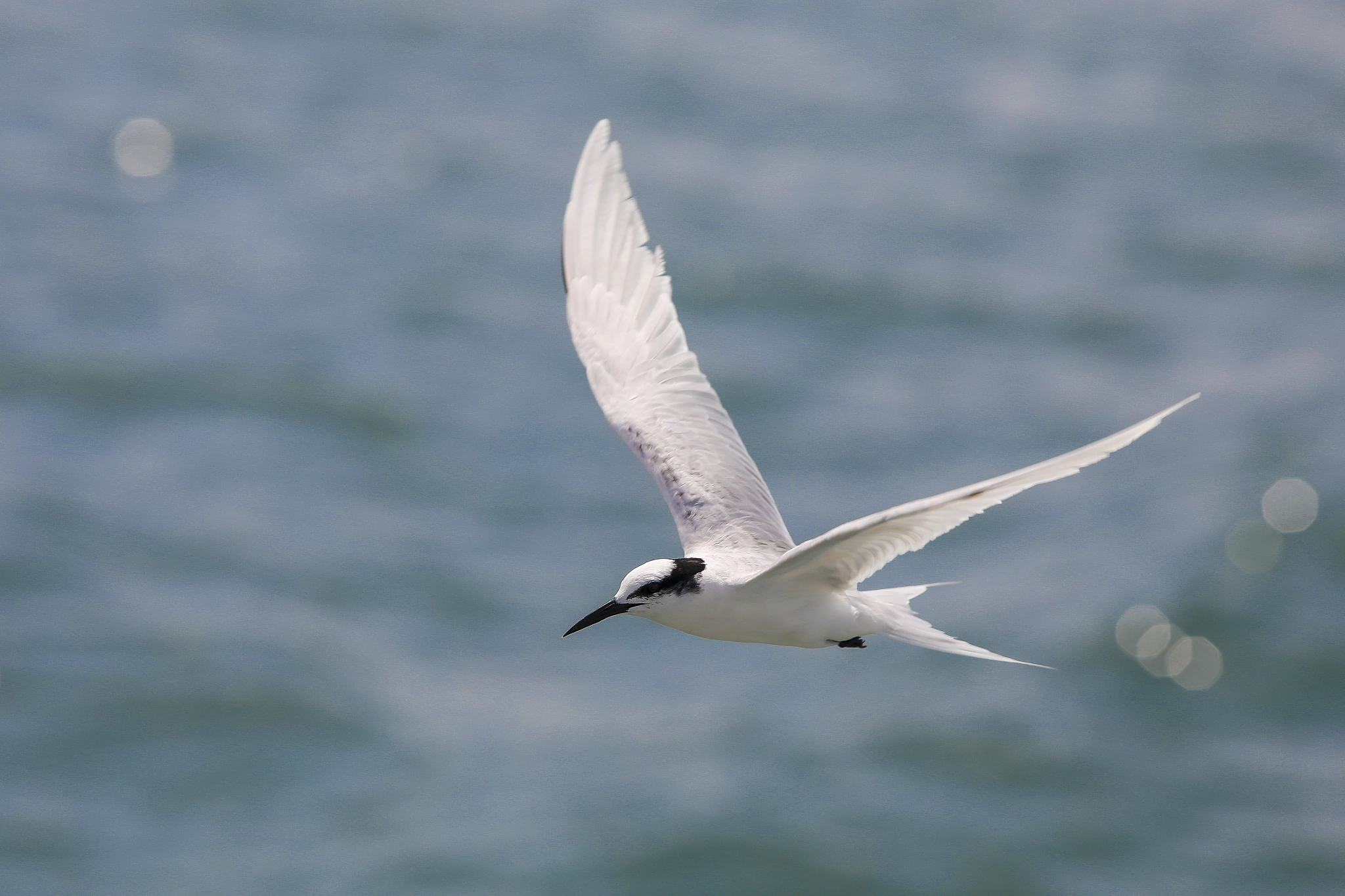 Canon EF 70-200mm F2.8L USM sample photo. Freedom photography