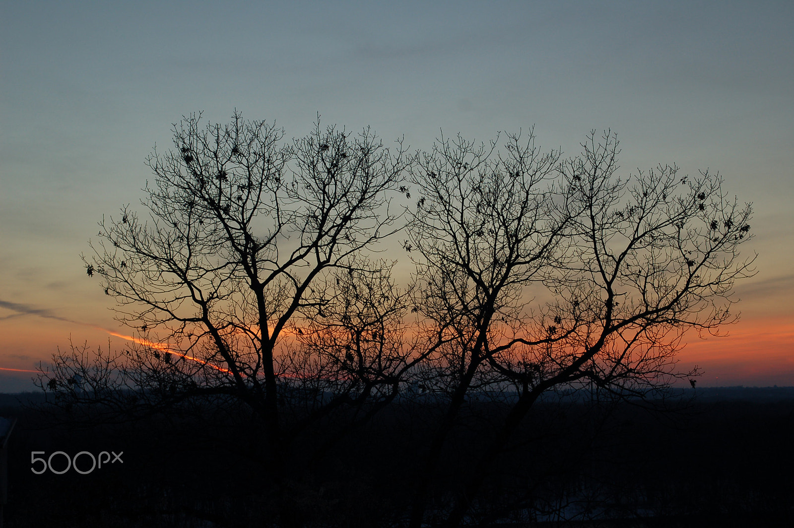 Nikon D50 sample photo. Silhouette tree photography