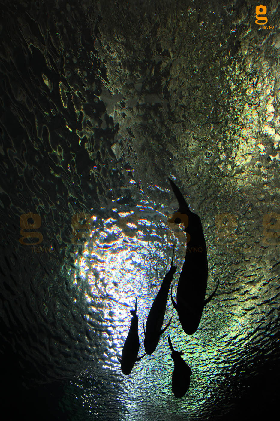 Canon EF 17-35mm f/2.8L sample photo. #underwather photography