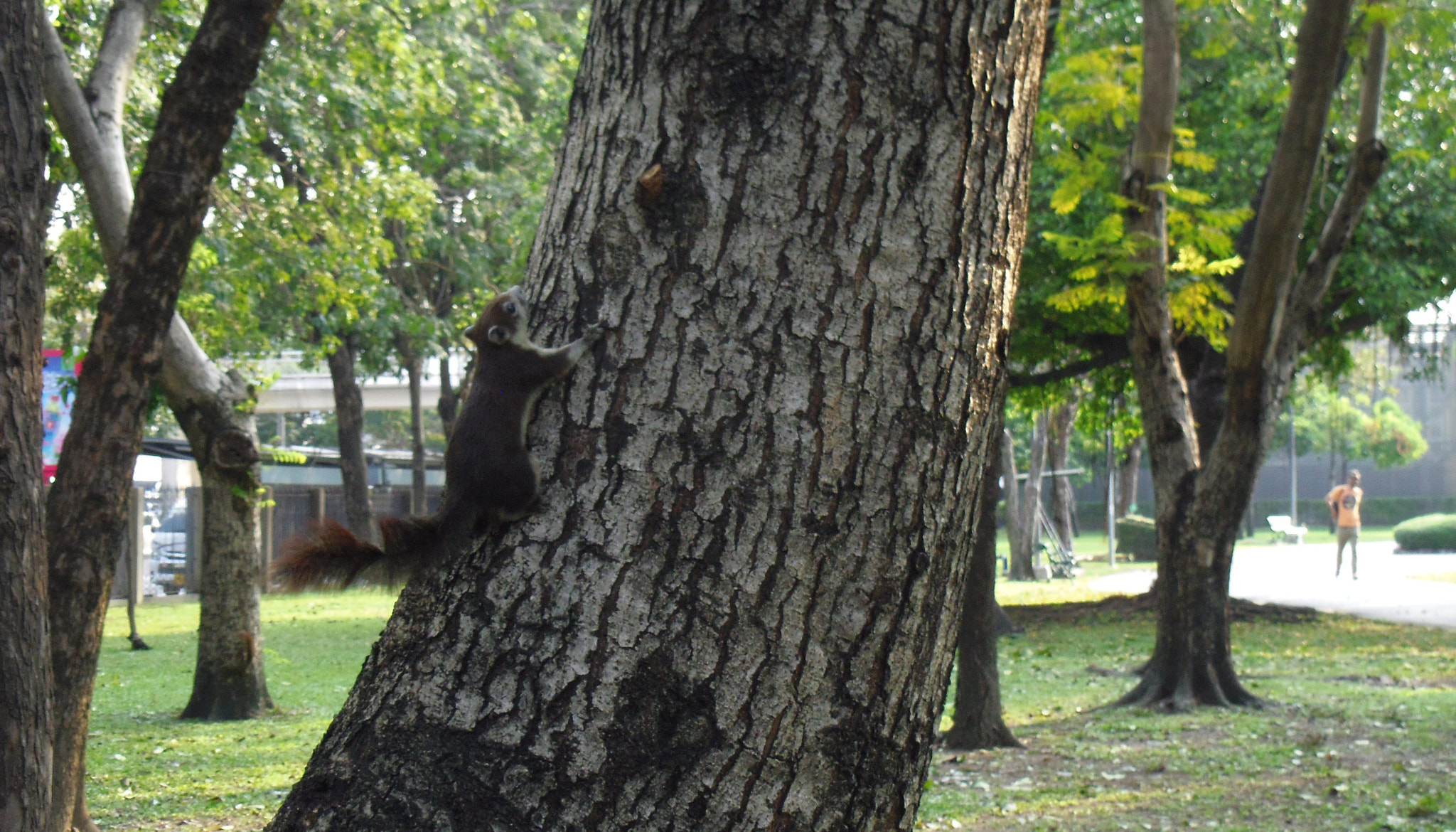 Pentax OPTIO LS465 sample photo. Squirrel (bts mochit - bangkok) photography