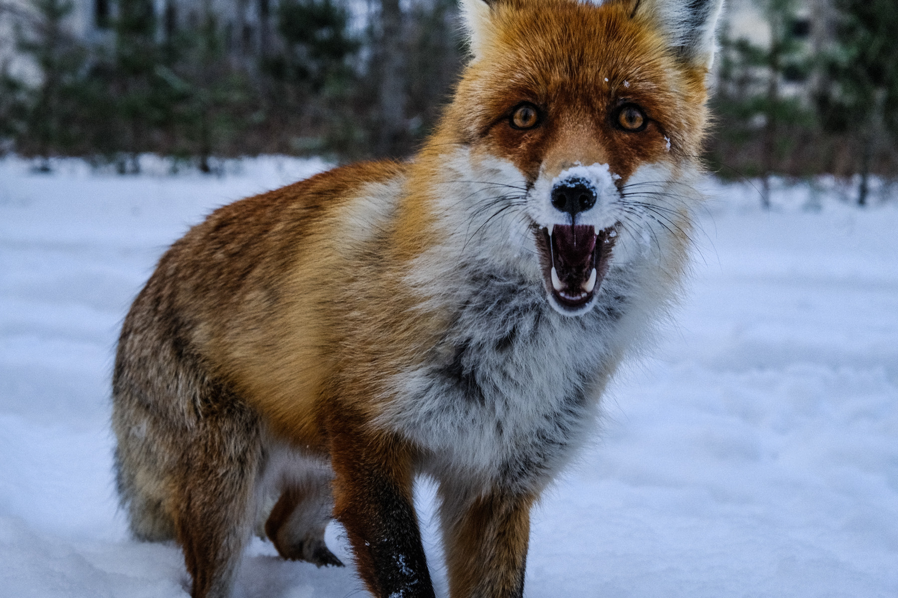 Fujifilm X-Pro2 + Fujifilm XF 18-55mm F2.8-4 R LM OIS sample photo. Chernobyl fox photography