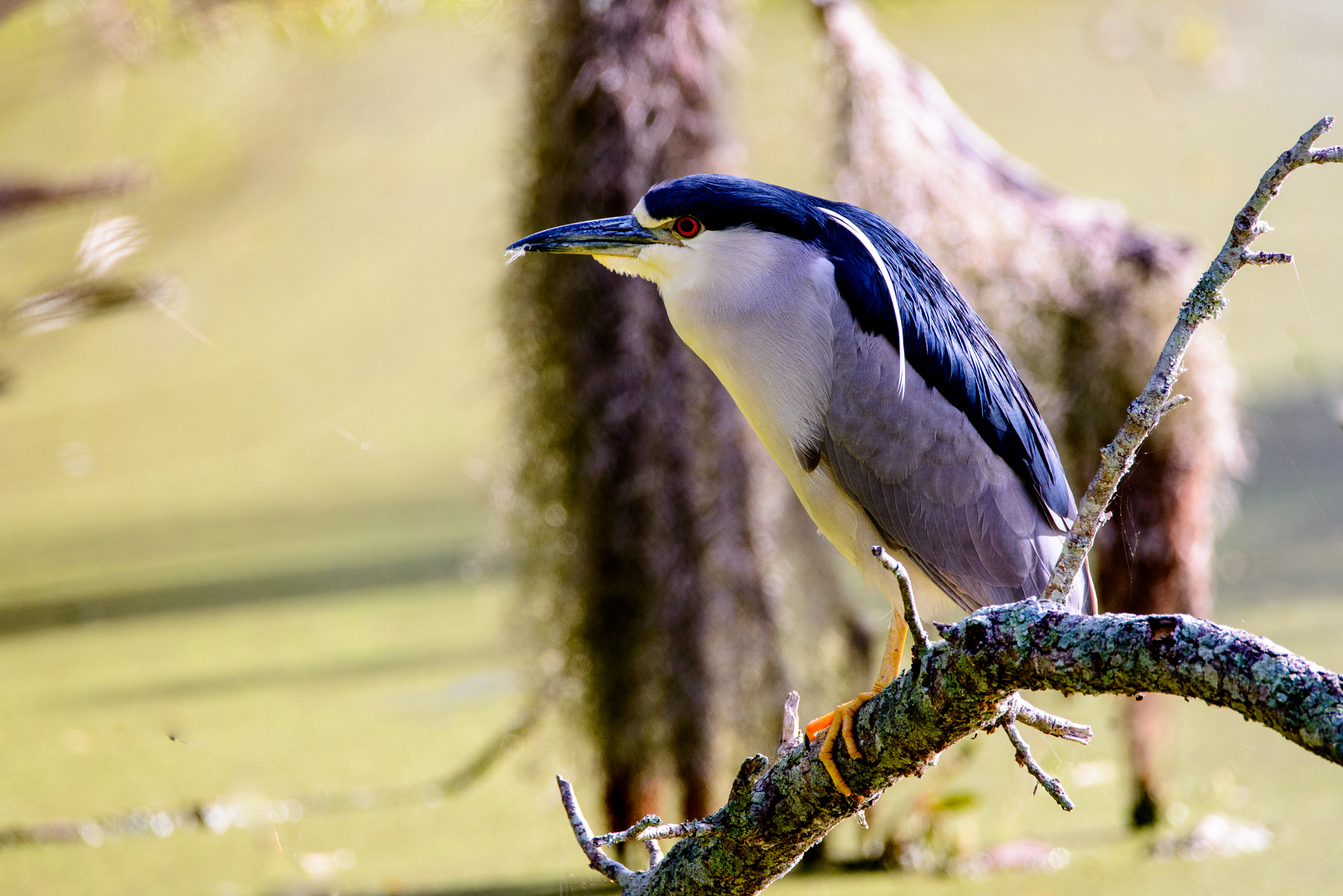 Sigma 150-600mm F5-6.3 DG OS HSM | C sample photo. Black crowned 2 photography