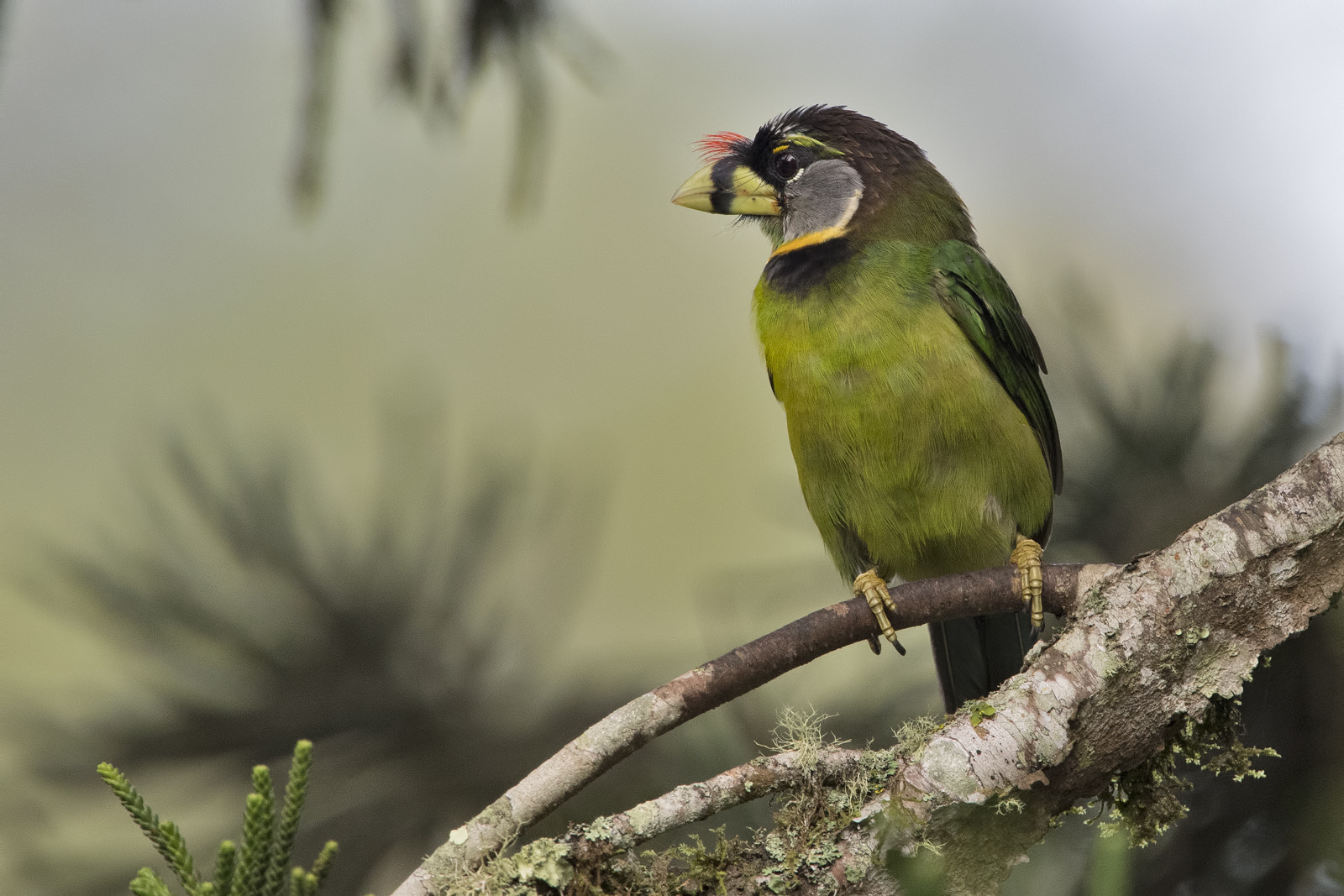 Nikon D5 + Nikon AF-S Nikkor 400mm F2.8G ED VR II sample photo. Filertufted barbet photography