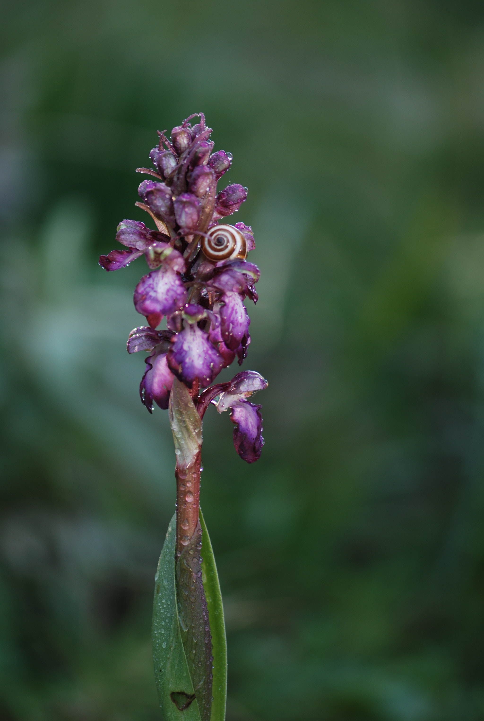 Nikon AF-S Micro-Nikkor 105mm F2.8G IF-ED VR sample photo. Sleeping a deep dream photography