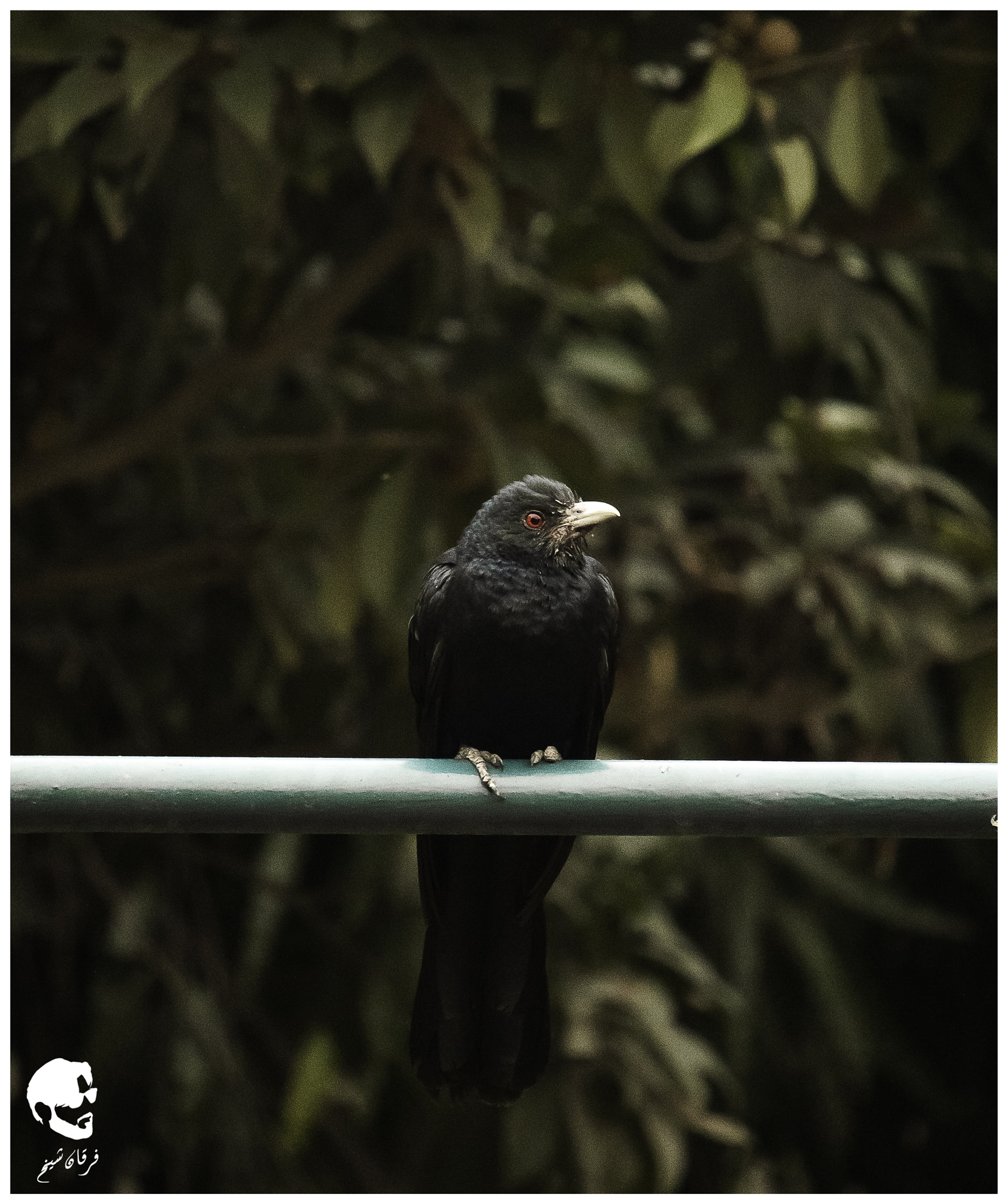 Canon EF-S 55-250mm F4-5.6 IS STM sample photo. Asian koel photography