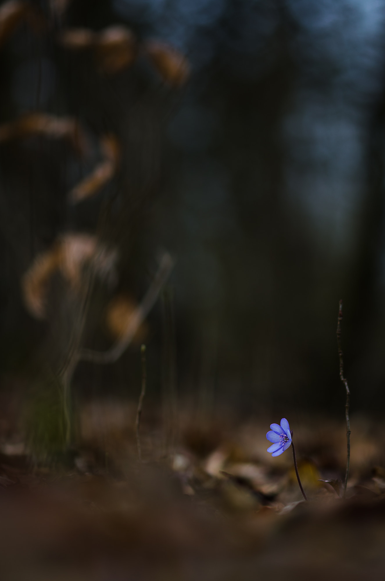 Nikon AF-S Micro-Nikkor 105mm F2.8G IF-ED VR sample photo. Leberblümchen photography