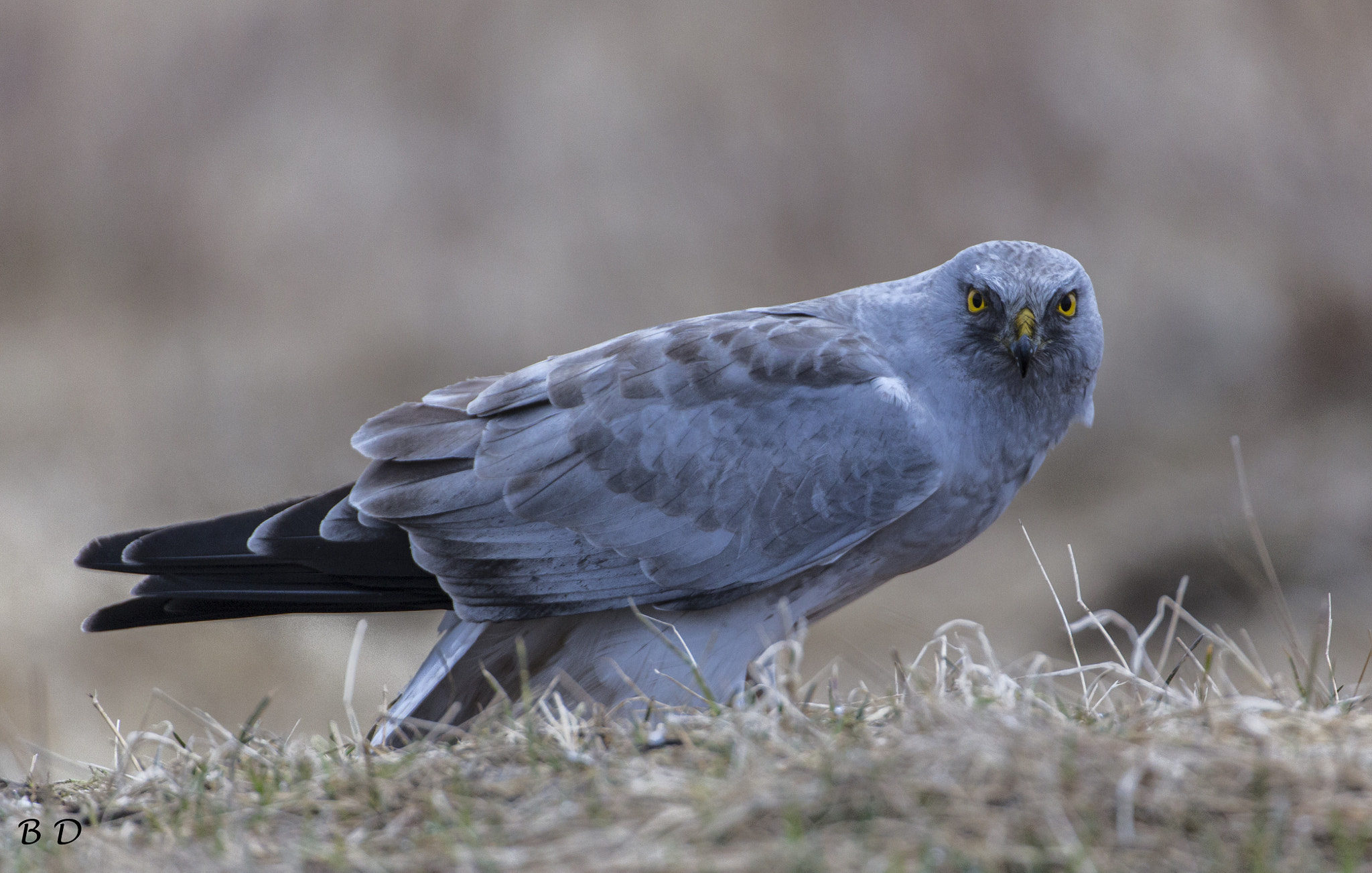 Canon EOS 6D sample photo. Portrait of hen harriers male photography