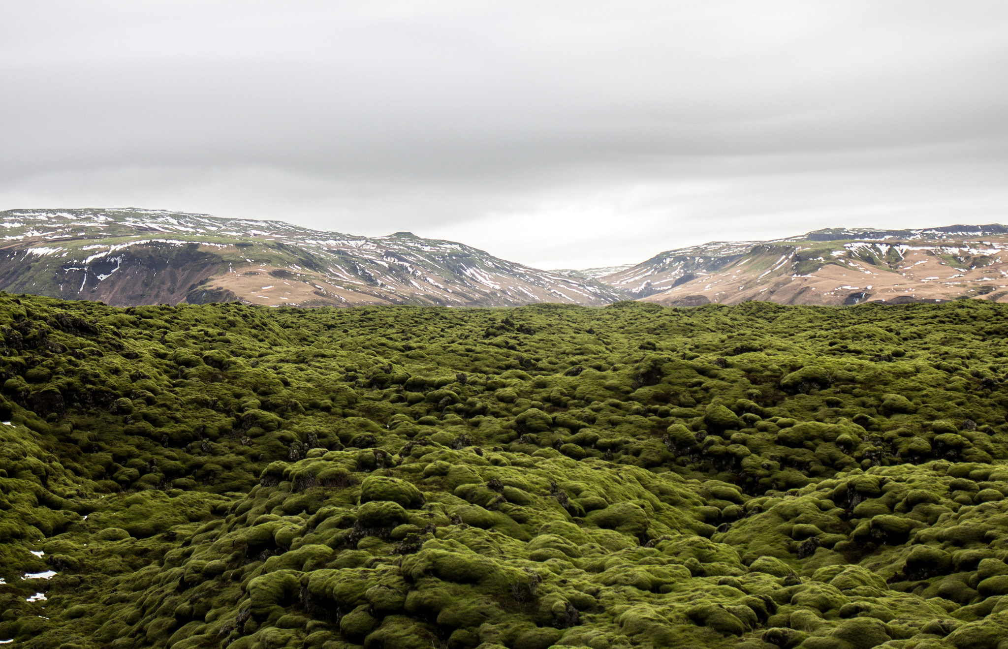 Canon EF 35mm F2 IS USM sample photo. Volcanic moss photography