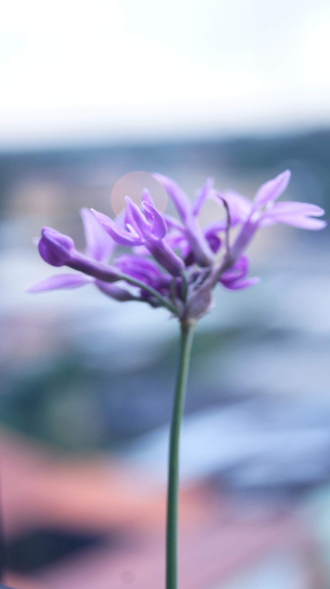 Sony SLT-A33 sample photo. Purple in love photography
