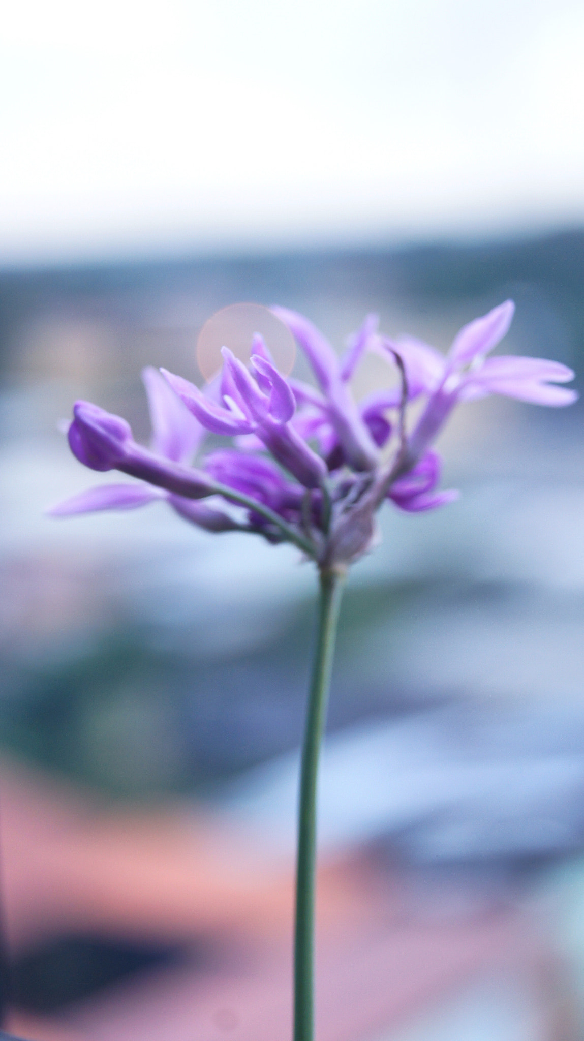 Sony DT 18-55mm F3.5-5.6 SAM II sample photo. Purple in love photography