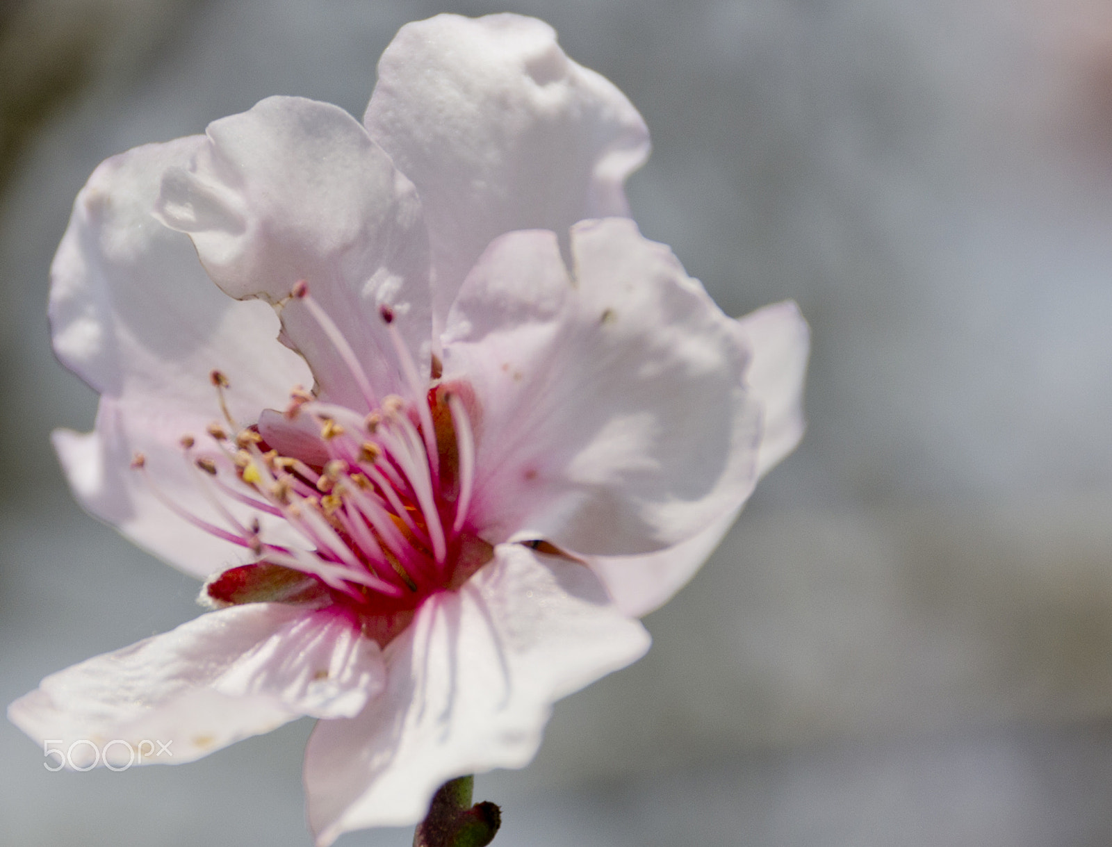 Sigma 18-250mm F3.5-6.3 DC Macro OS HSM sample photo. Flower photography