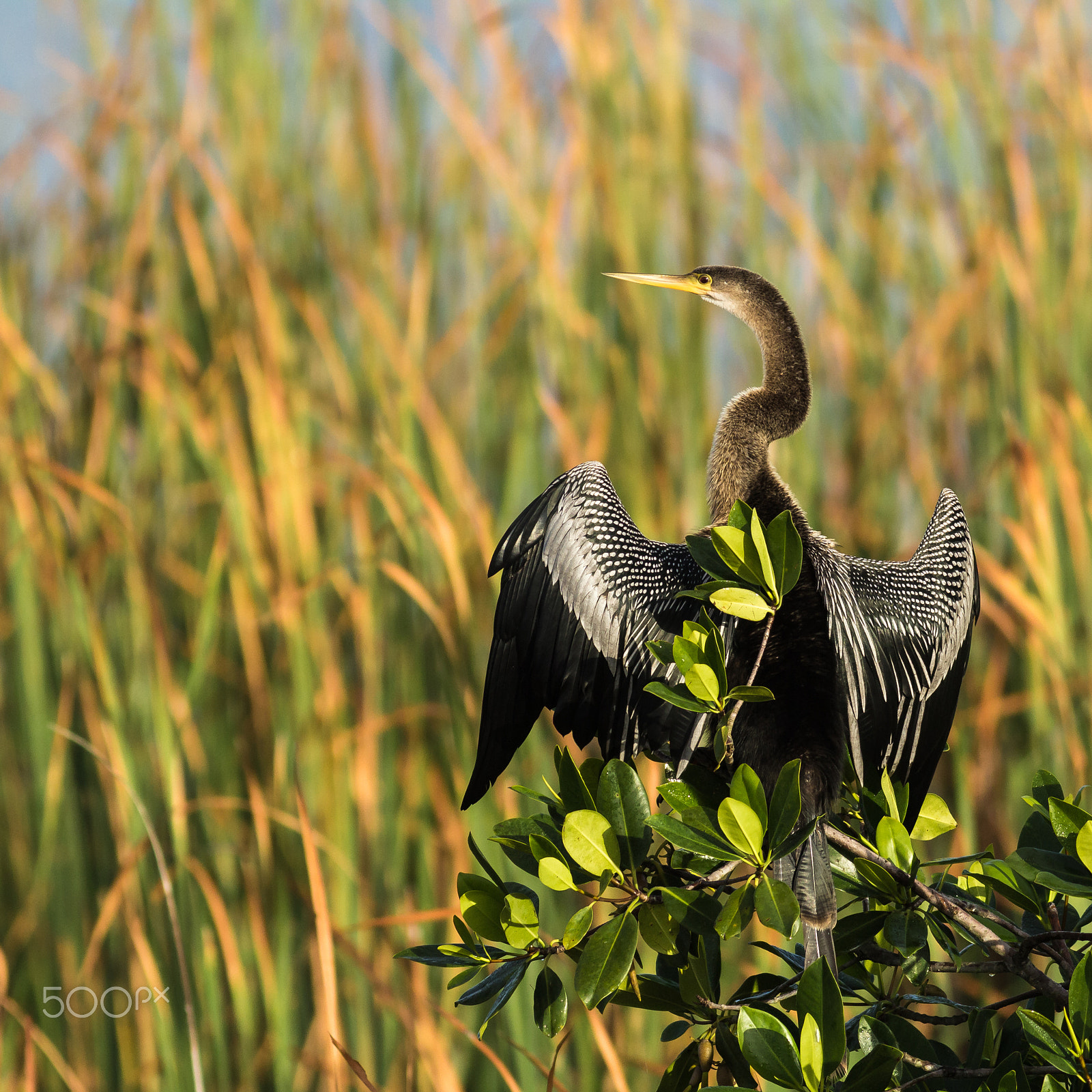 Canon EOS 60D + Canon EF 400mm F5.6L USM sample photo. Anhinga photography