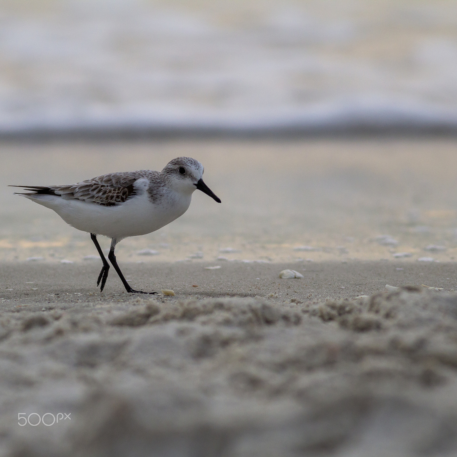 Canon EOS 60D + Canon EF 400mm F5.6L USM sample photo. Semipalmated sandpiper photography