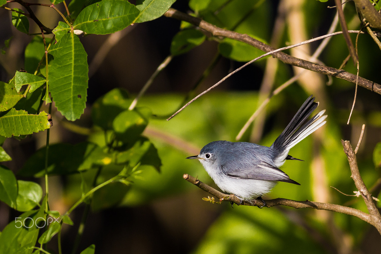 Canon EOS 60D + Canon EF 400mm F5.6L USM sample photo. Blue-gray gnatcatcher photography