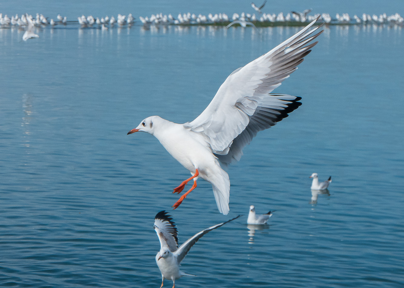 Samsung NX500 sample photo. Blake headed gull photography
