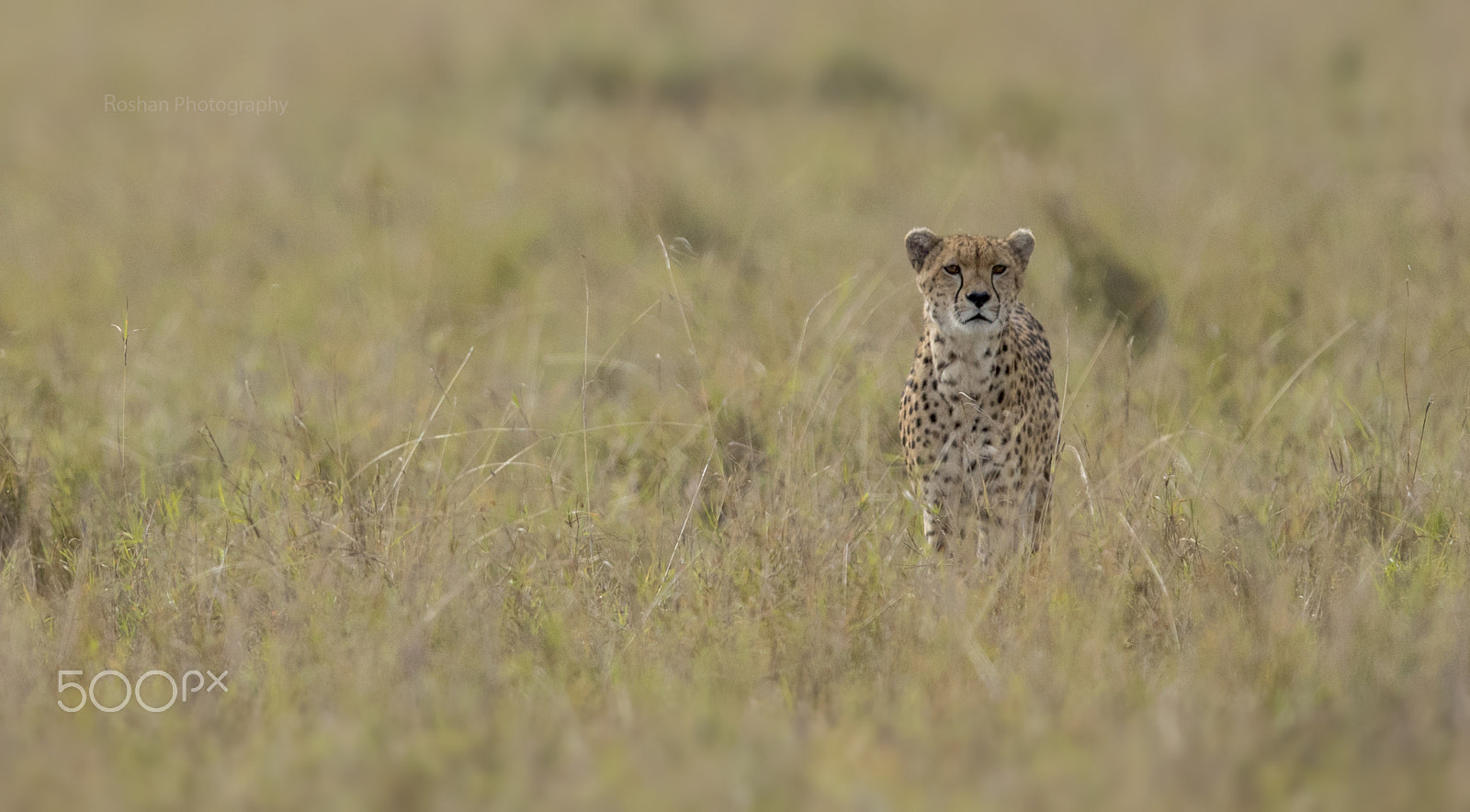 Canon EF 600mm F4L IS II USM sample photo. Loneliness.... photography