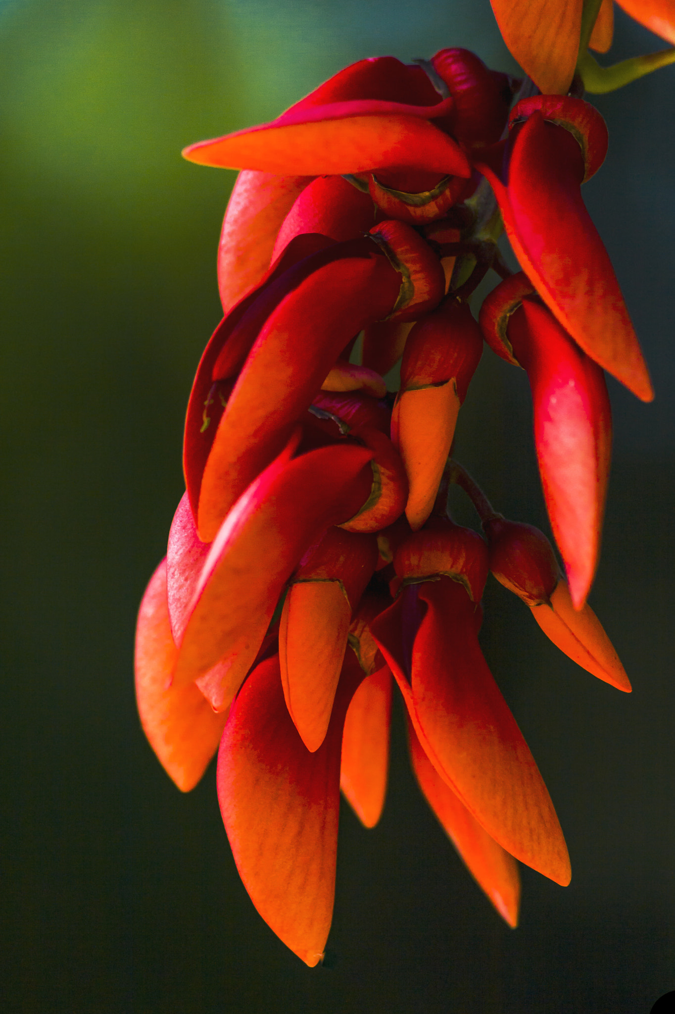 Canon EOS 400D (EOS Digital Rebel XTi / EOS Kiss Digital X) sample photo. Red flowers by fernandoar.com photography