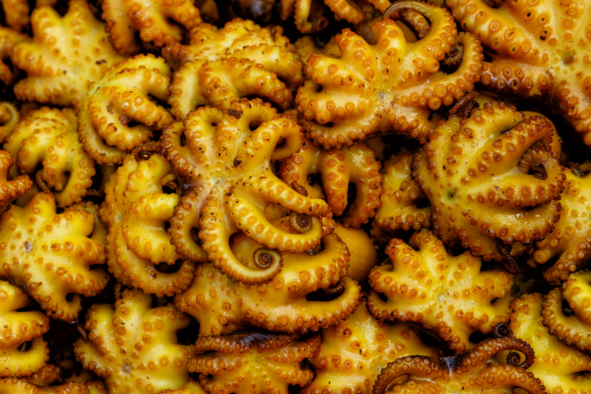 Fujifilm X-E2 + Fujifilm XF 60mm F2.4 R Macro sample photo. Little boiled octopuses photography