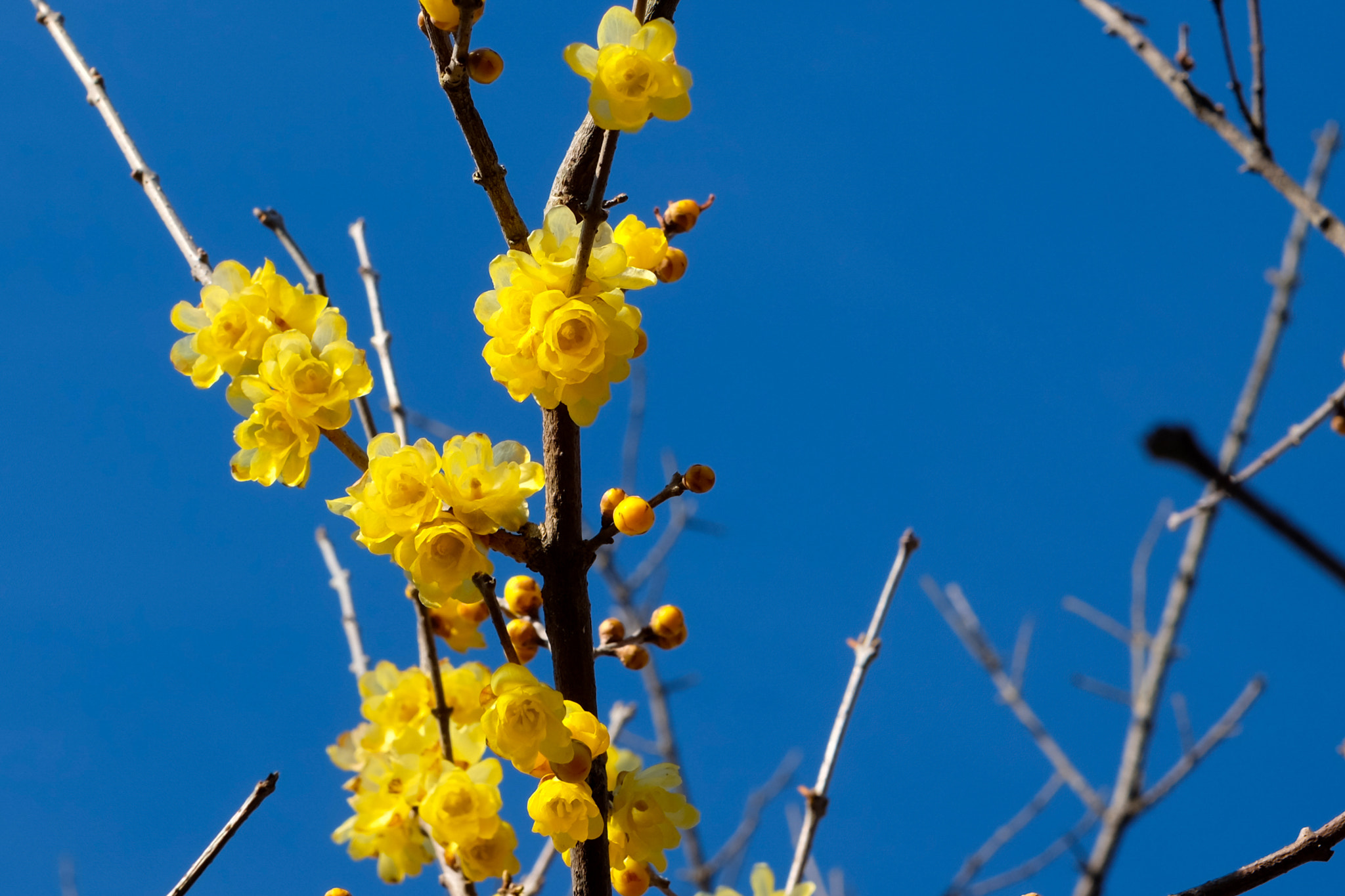 Fujifilm X-M1 + Fujifilm XF 35mm F1.4 R sample photo. Japanese allspice photography