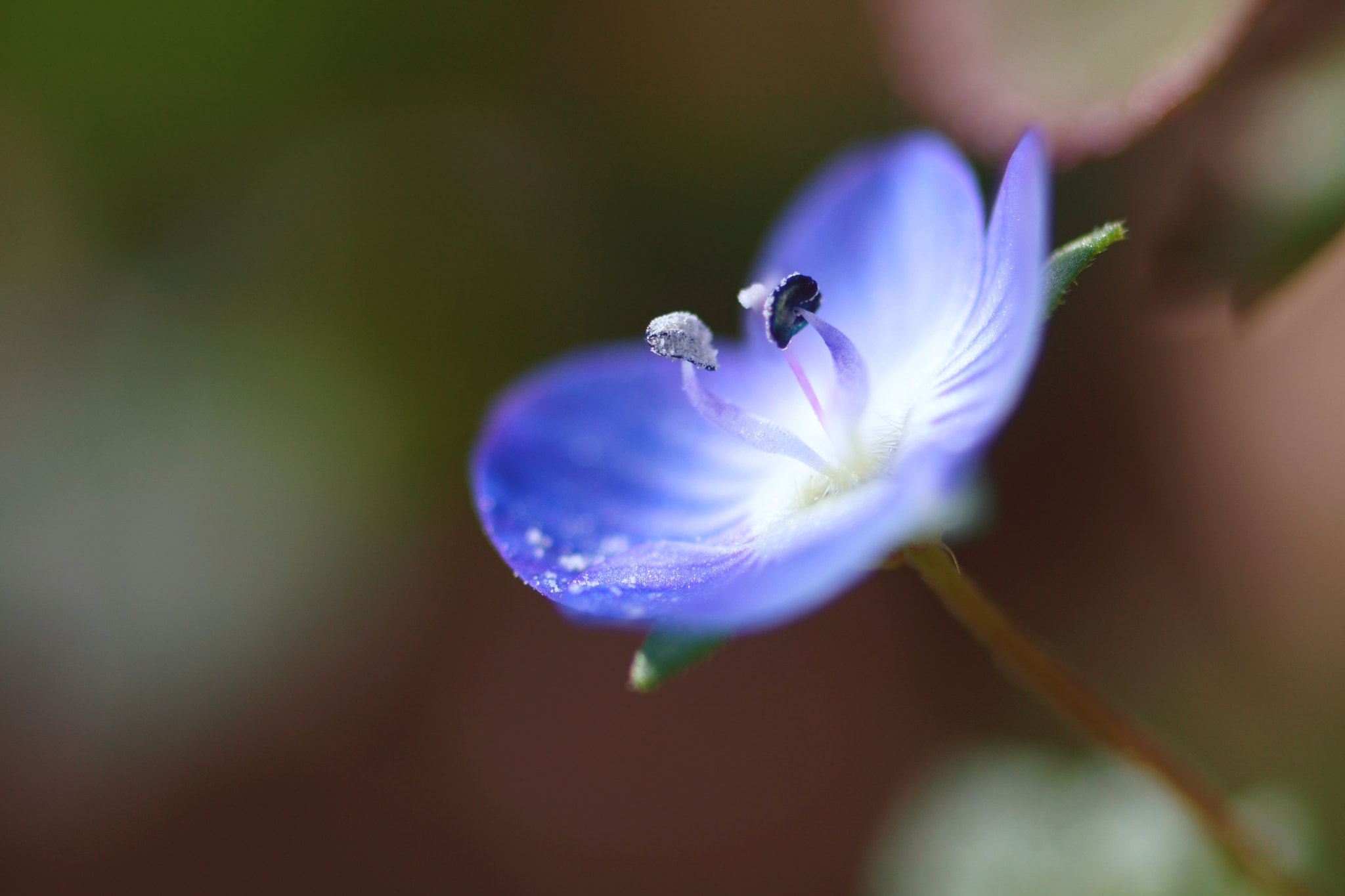 Sony a6000 + Tamron SP AF 90mm F2.8 Di Macro sample photo. Anteras (azul) photography