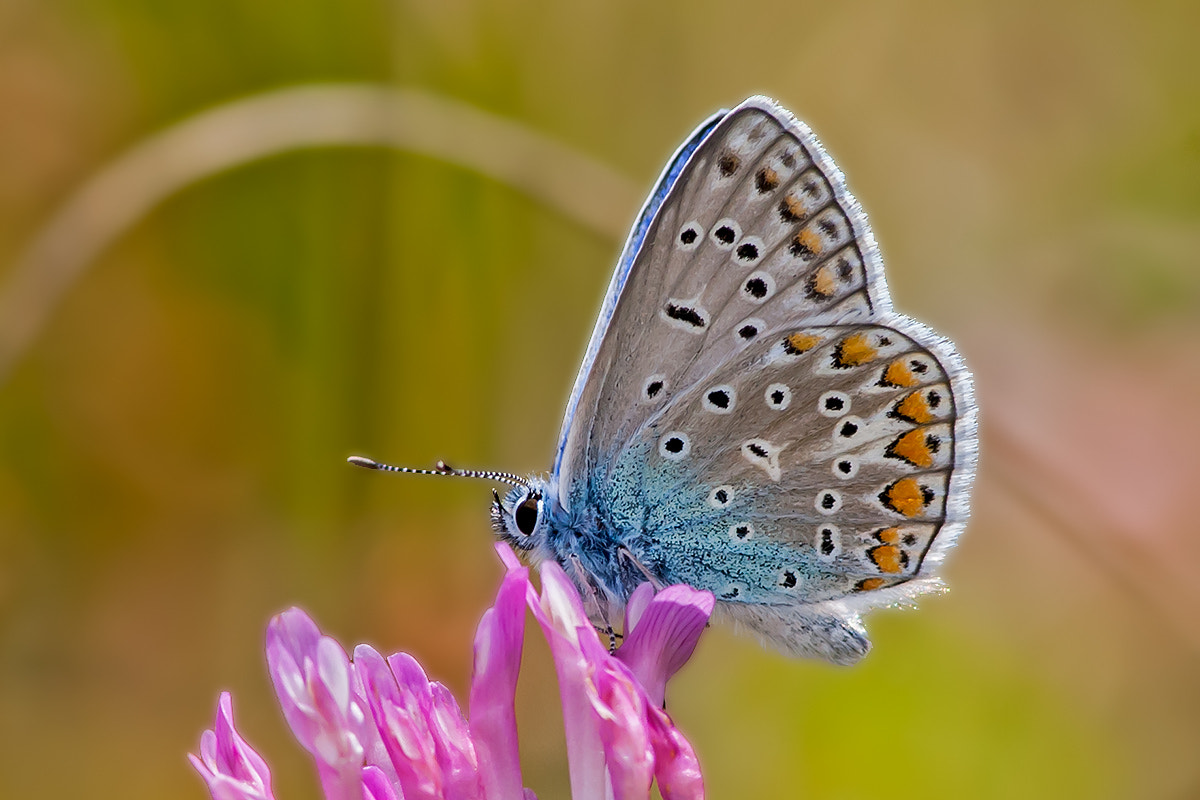 Canon EF 300mm F4L IS USM sample photo. Butterfly photography