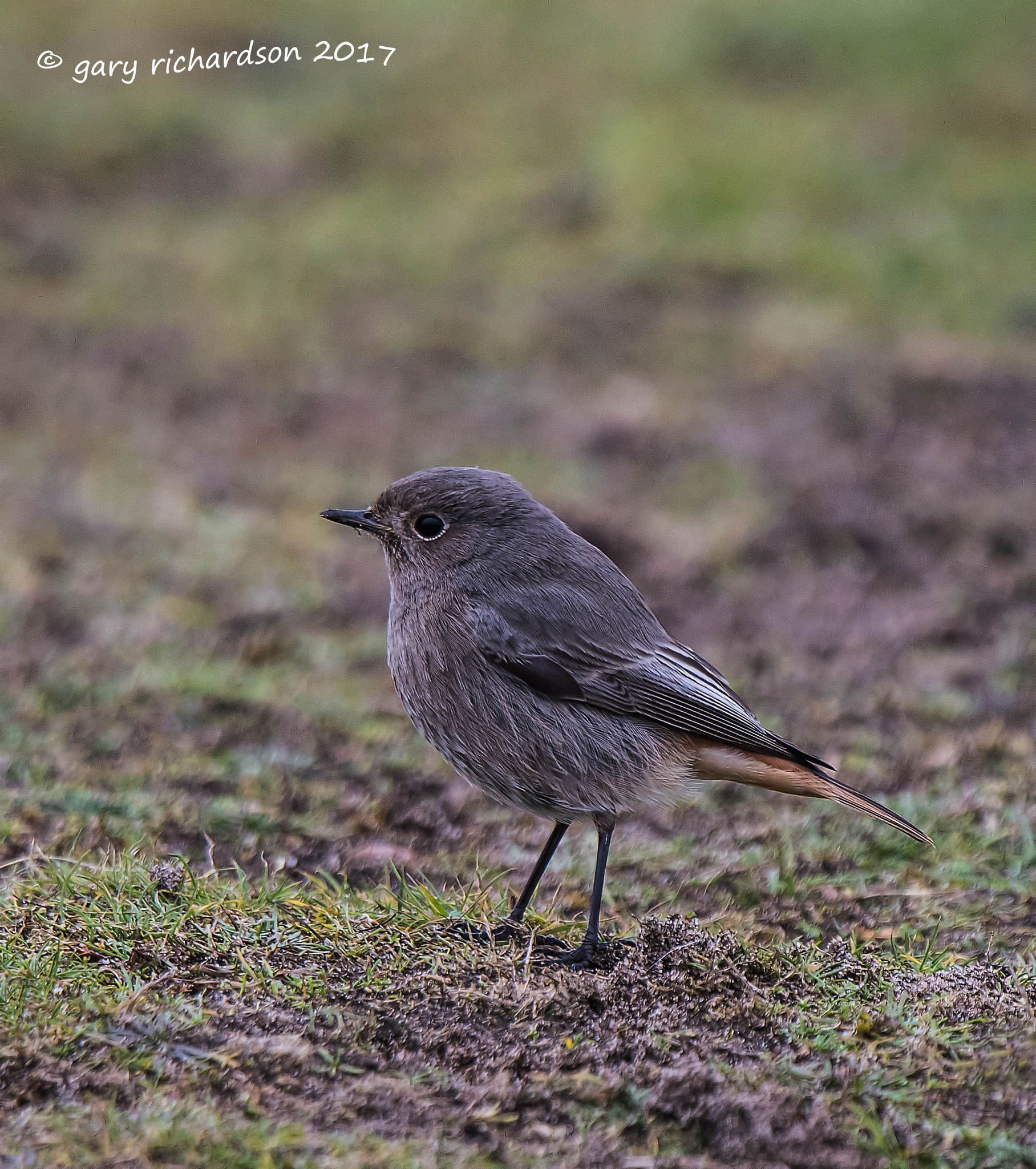 Nikon D810 + Nikon AF-S Nikkor 500mm F4G ED VR sample photo. Redstart female photography