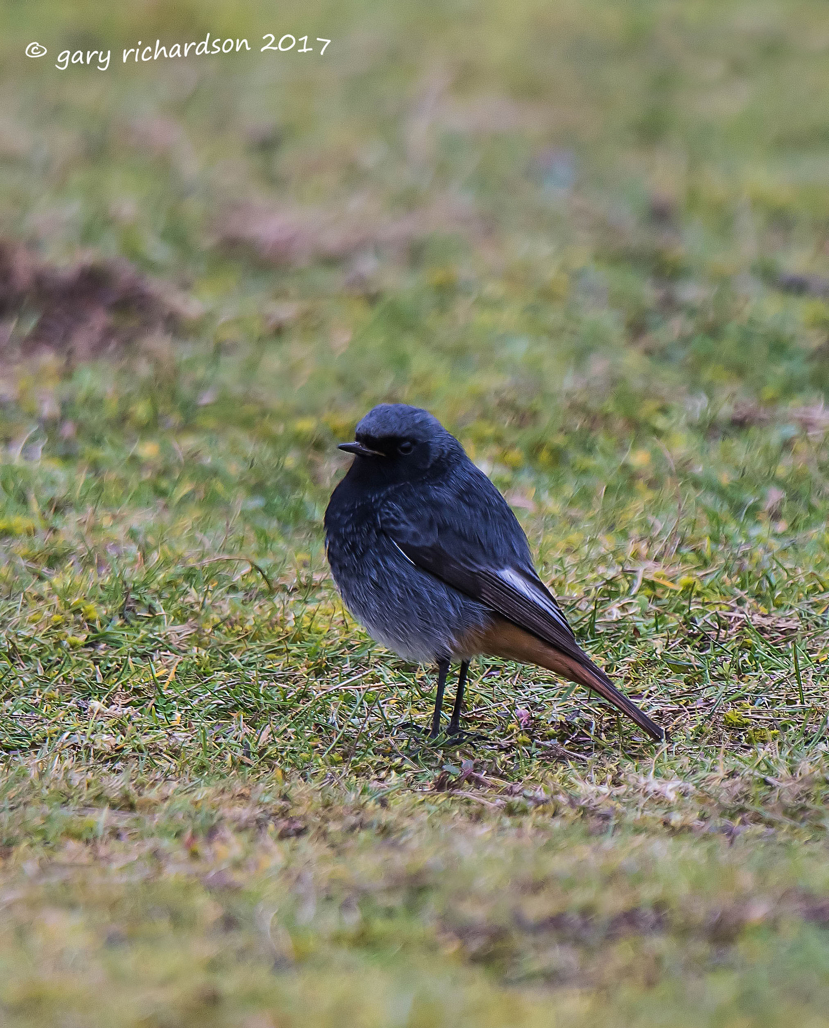 Nikon D810 + Nikon AF-S Nikkor 500mm F4G ED VR sample photo. Redstart male photography