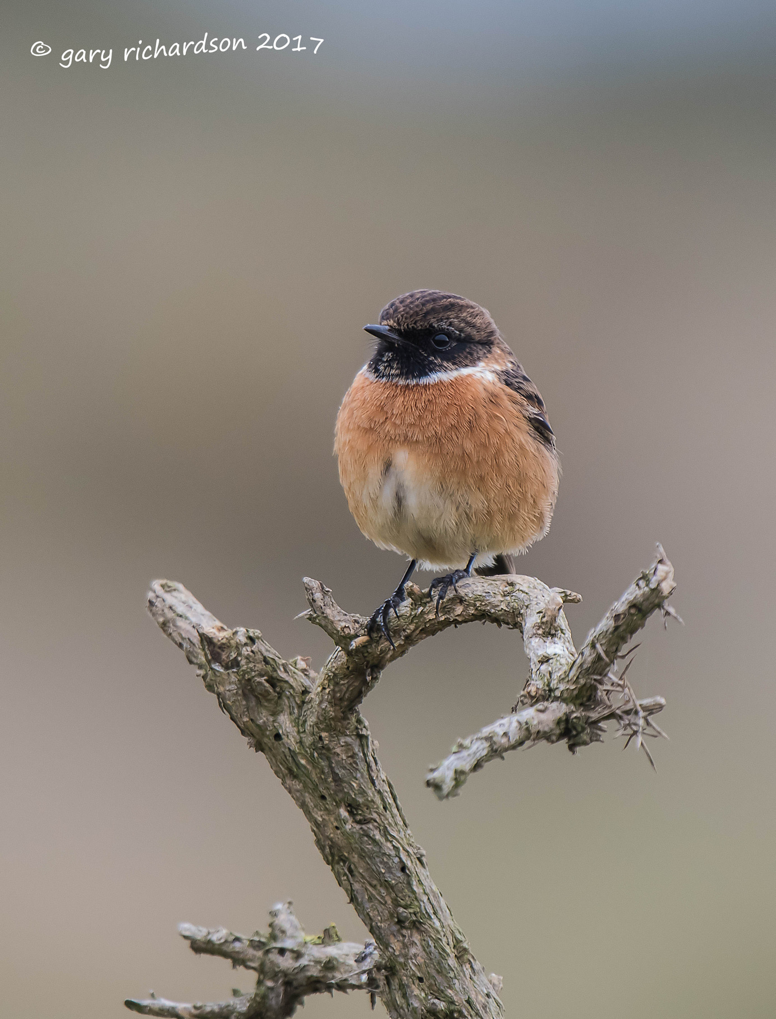 Nikon D810 + Nikon AF-S Nikkor 500mm F4G ED VR sample photo. Stonechat photography