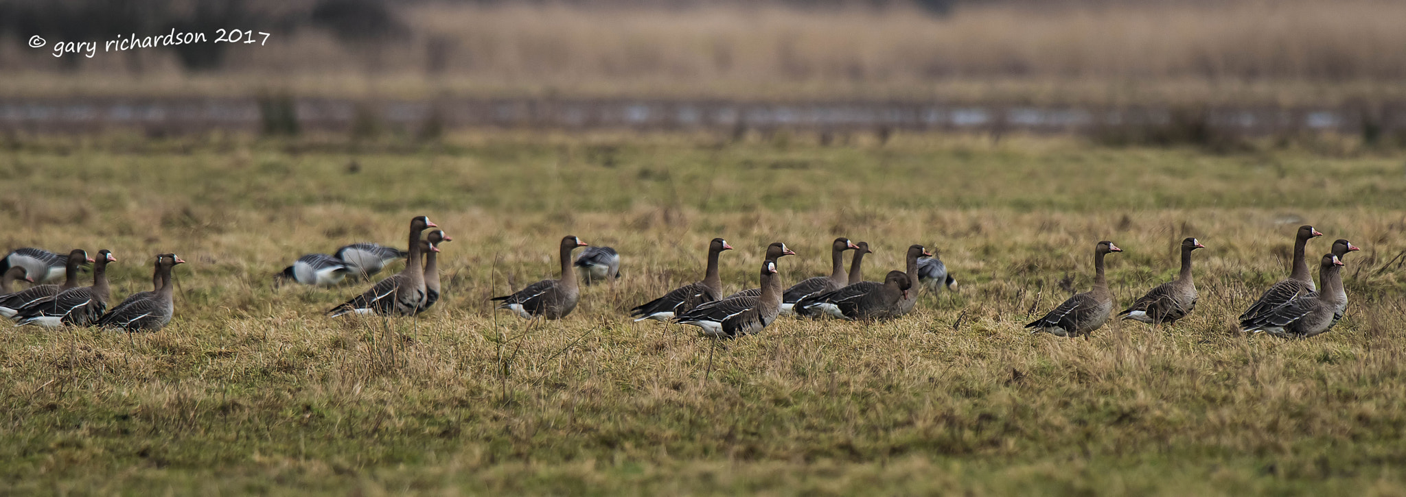 Nikon D810 + Nikon AF-S Nikkor 500mm F4G ED VR sample photo. White fronted geese photography