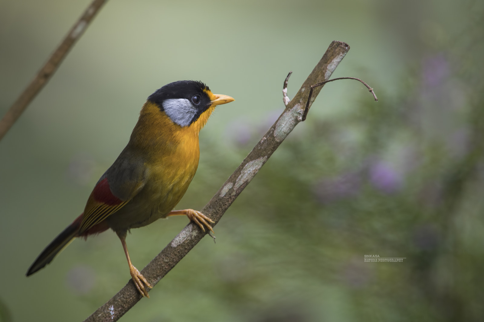 Nikon AF-S Nikkor 400mm F2.8G ED VR II sample photo. Silver eared mesia photography