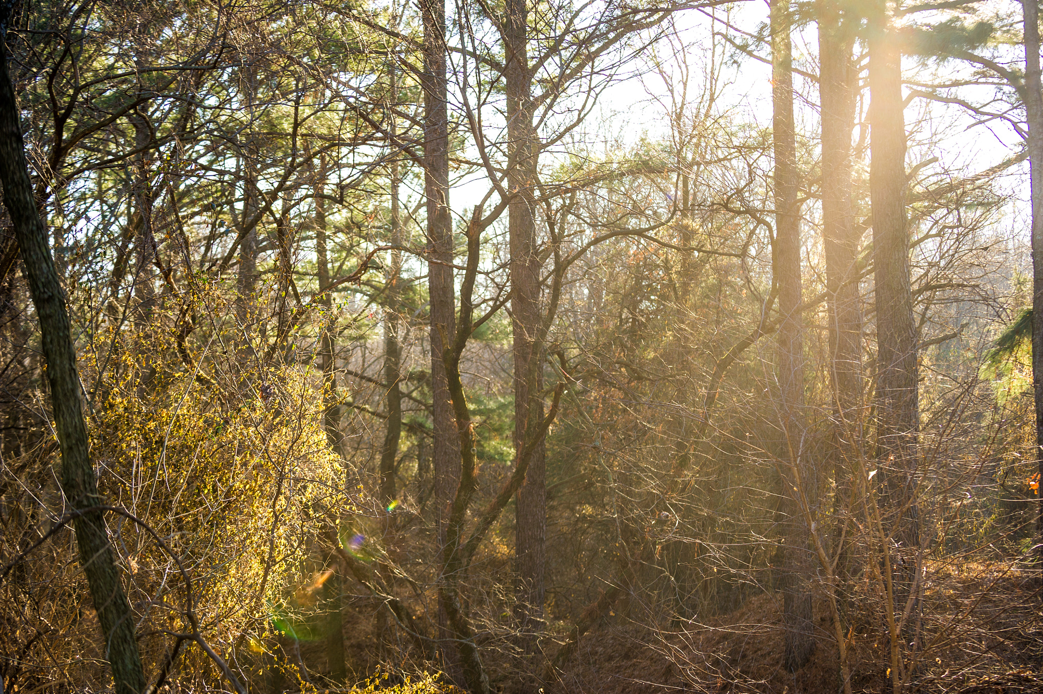 Nikon D3S sample photo. Morning rays photography