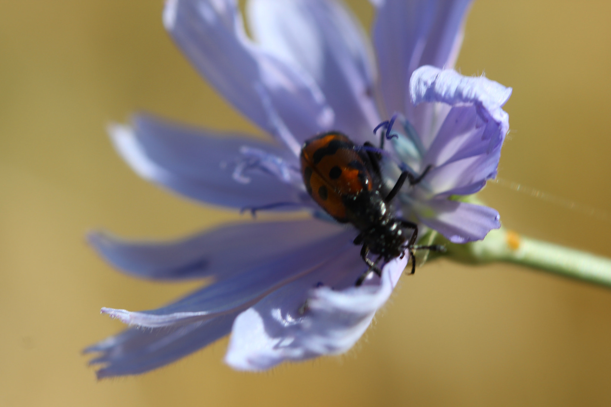 Canon EF 100mm F2.8 Macro USM sample photo. Beetle on chicory flower photography