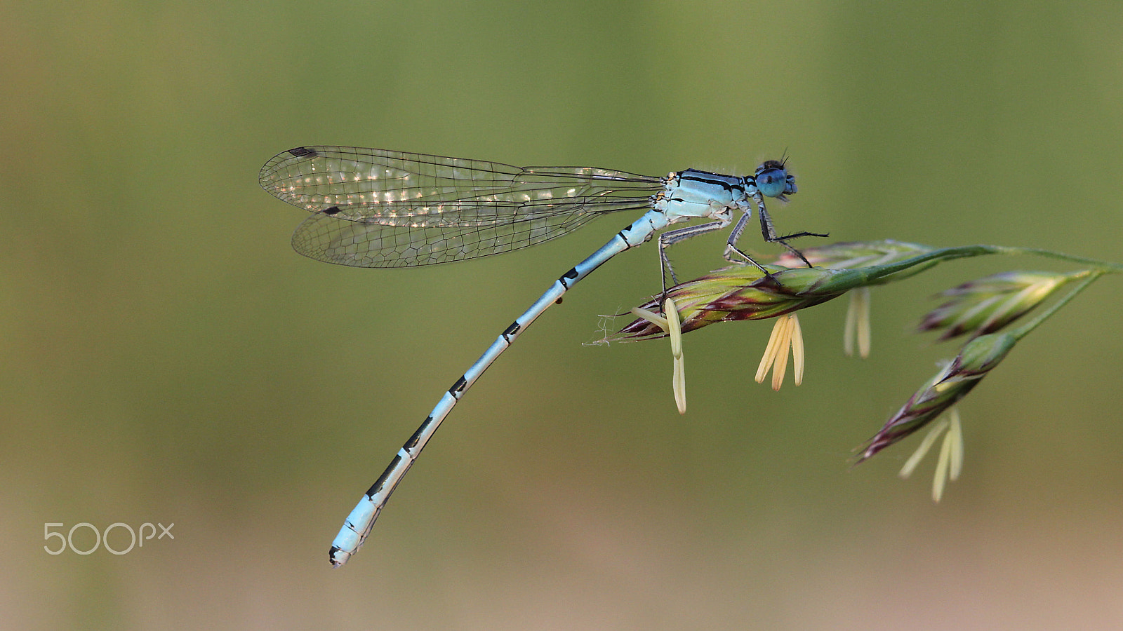 Canon EOS 60D + Canon EF 100mm F2.8 Macro USM sample photo. Pond damselfly photography