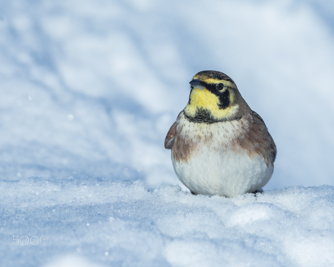 Canon EF 500mm F4L IS USM sample photo. Am i a penguin? photography