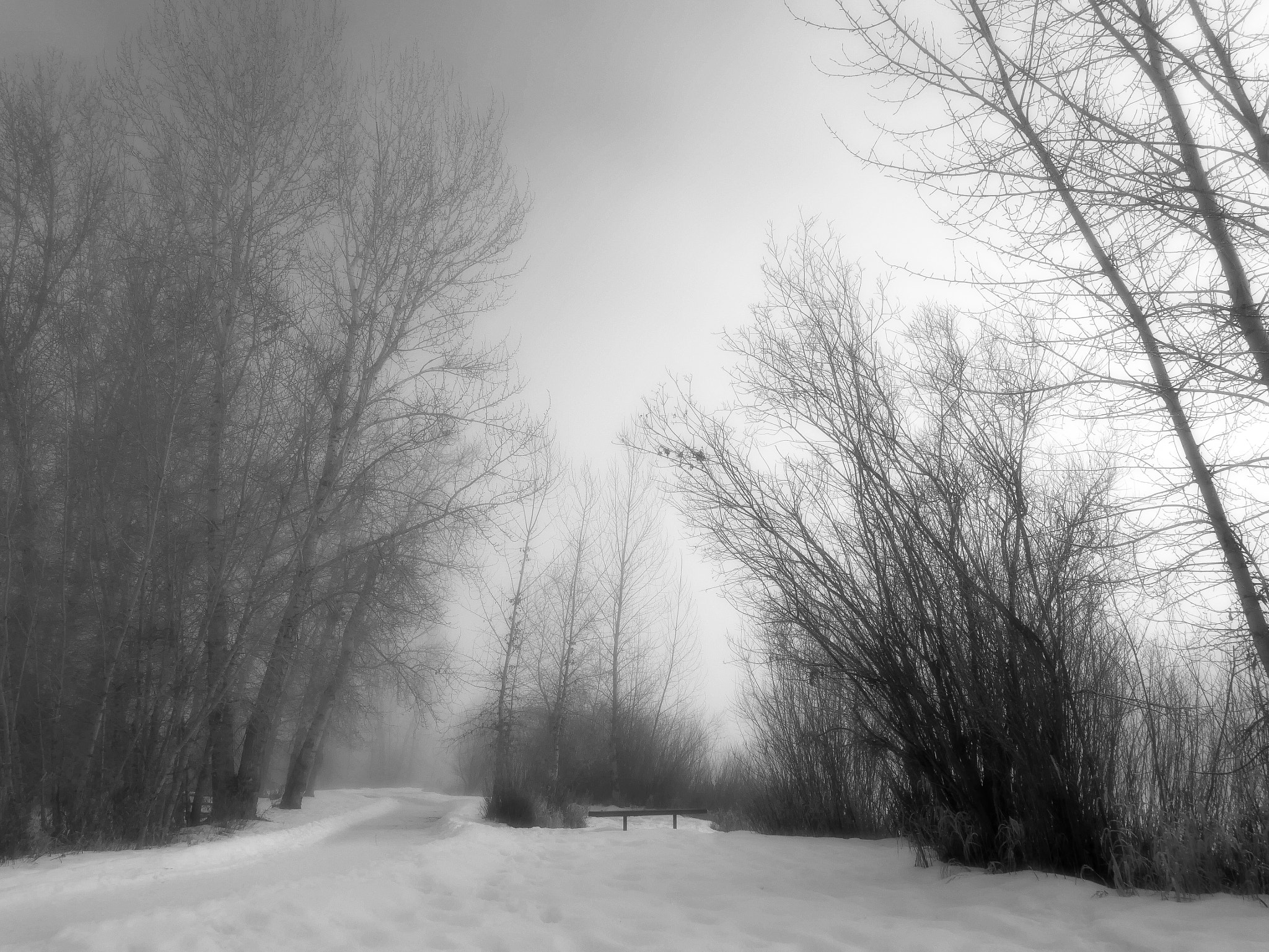 Panasonic Lumix DMC-G7 sample photo. Foggy winter day photography
